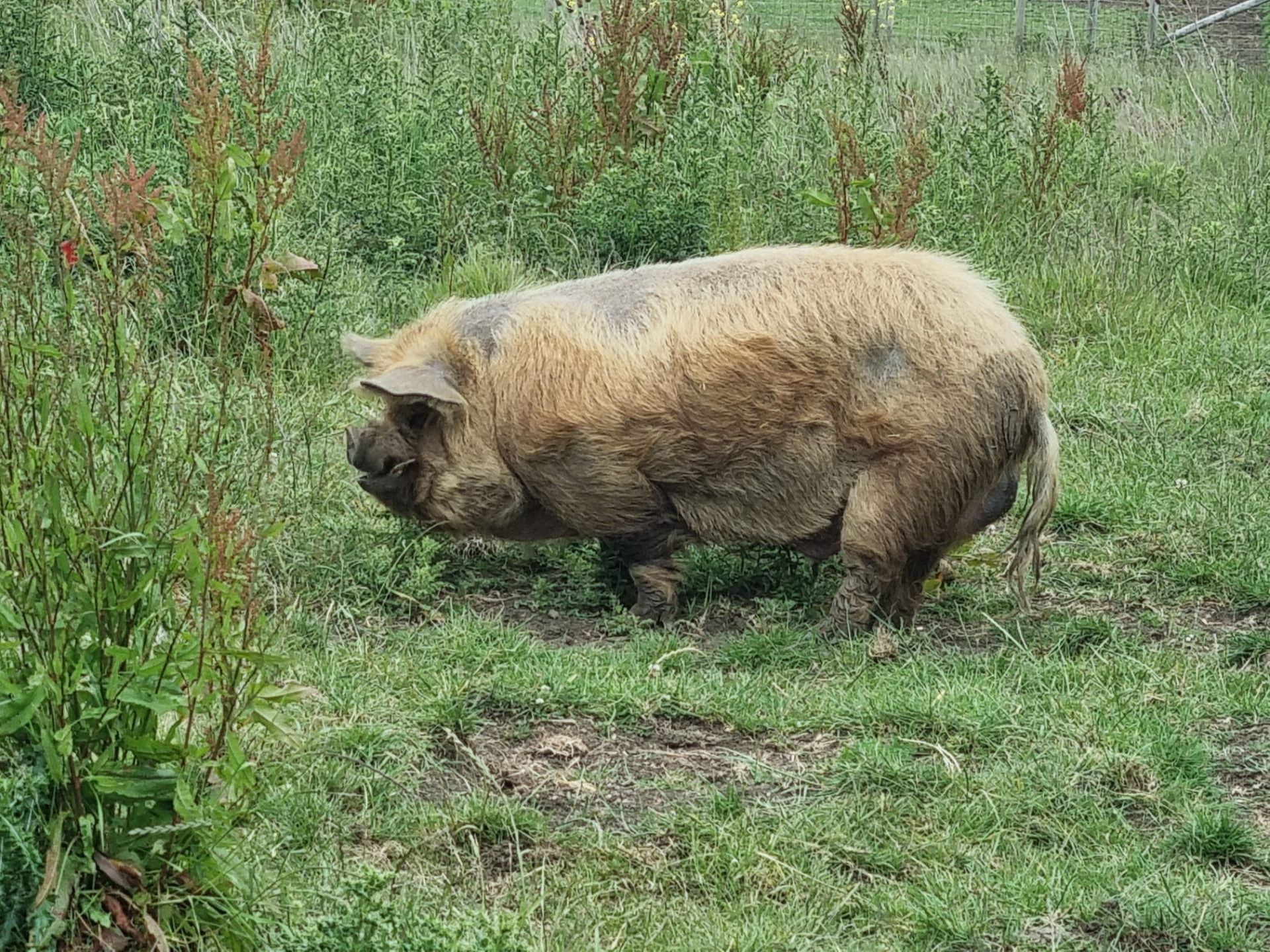 Our pigs look a lot smaller than this type.