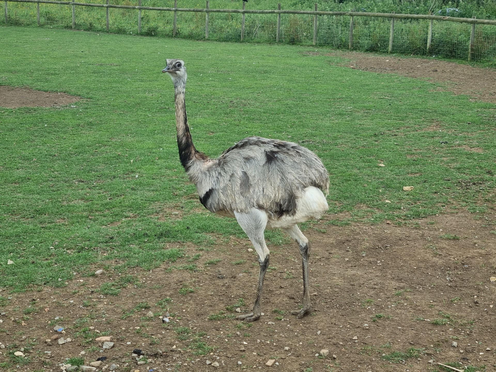 I never knew South America had it’s own version of an Emu or Ostrich called Rhea which is also there largest flightless bird.