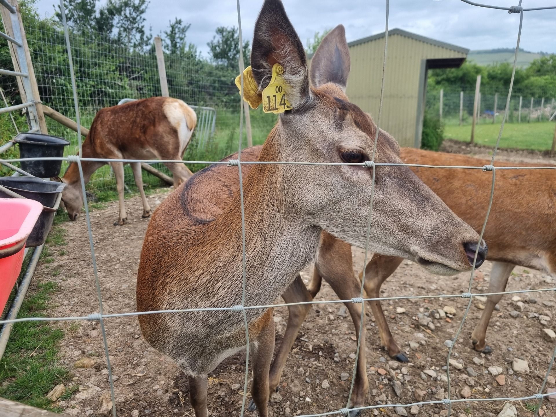 You could feed the deer with special food from the ticket centre.