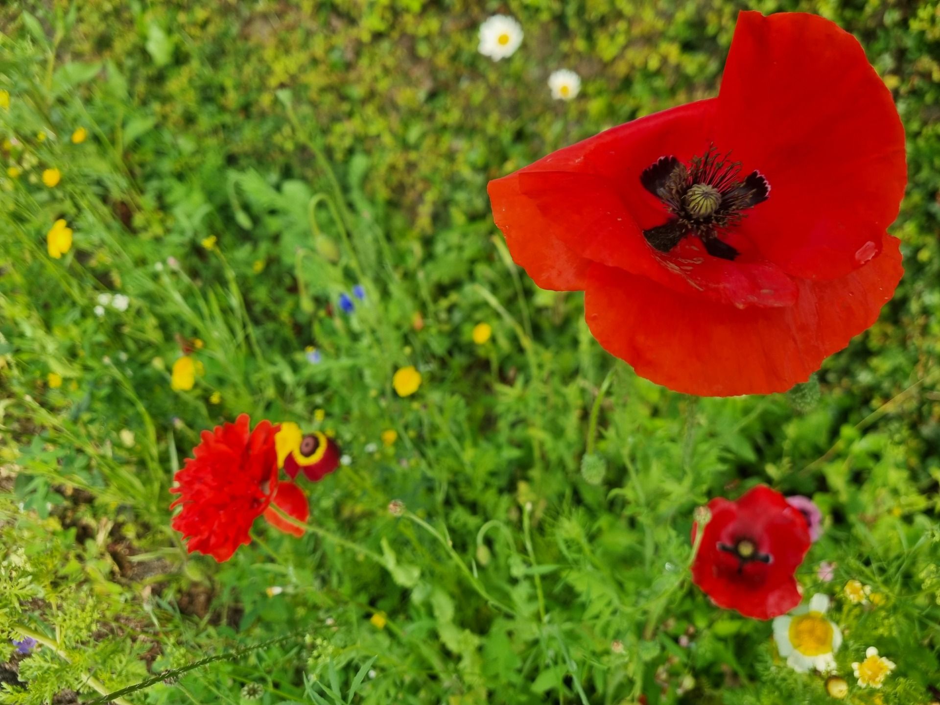 No Dutch tulips but lots of these poppies.
