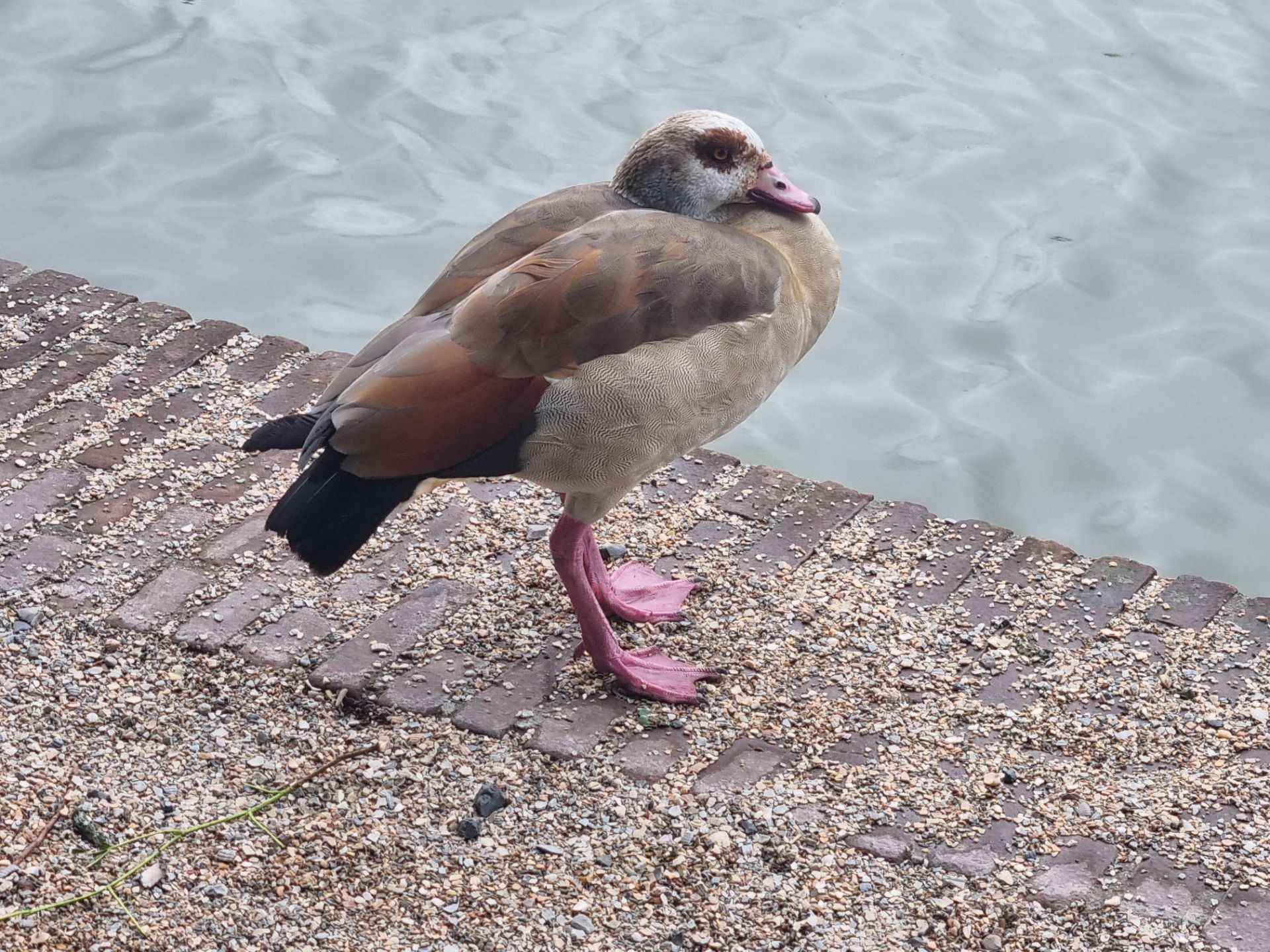 Perfect weather for the ducks but even they looked cold.
