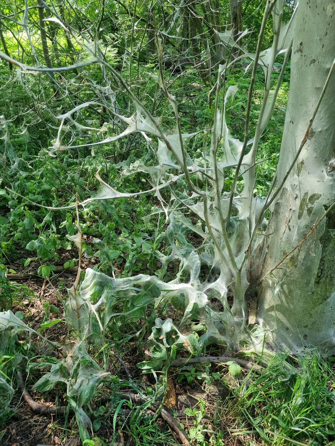 Some spiders have been busy.