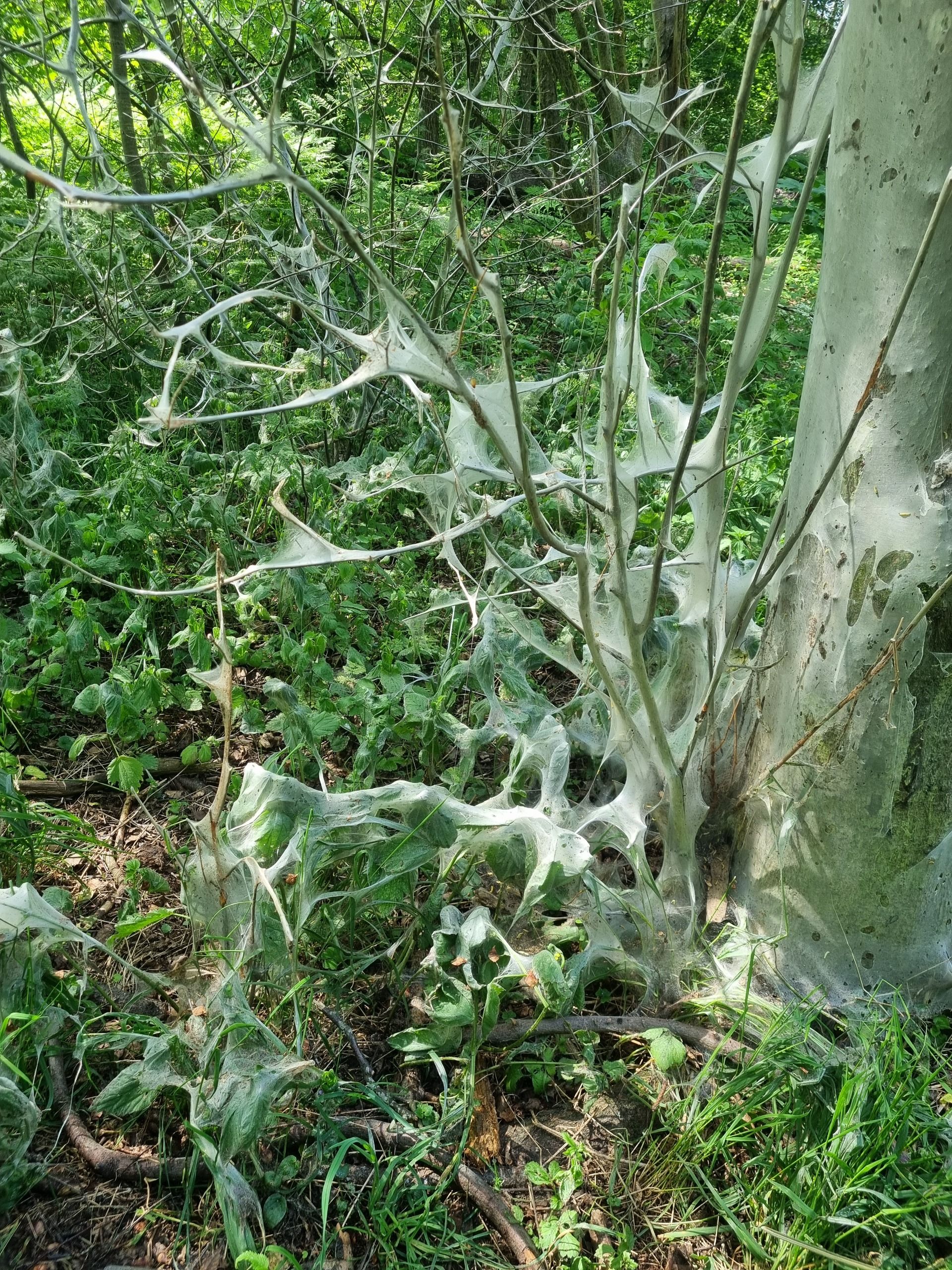 Some spiders have been busy.
