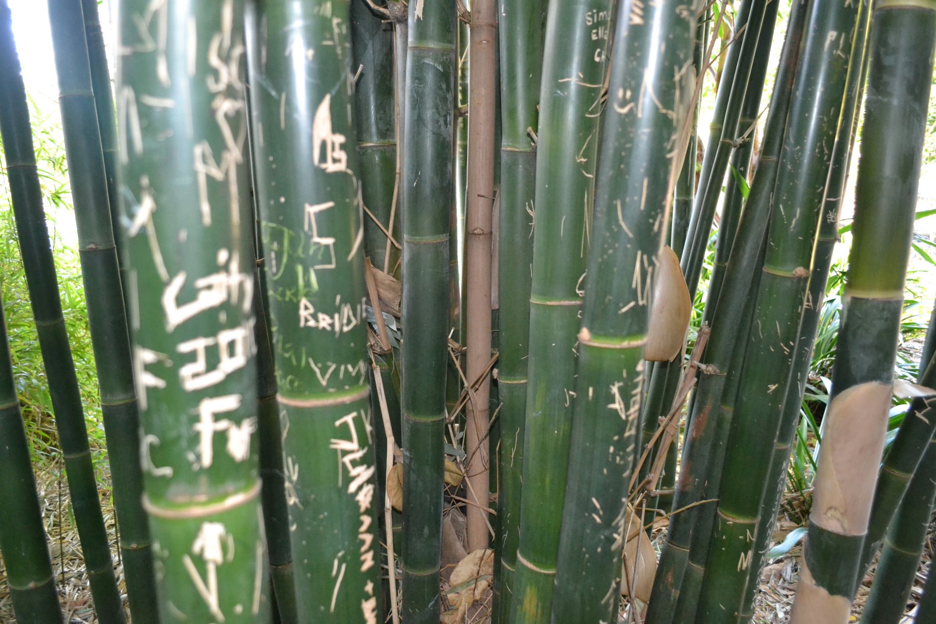 Botanic Gardens Melbourne Australia. 
The Black Daffy duck.