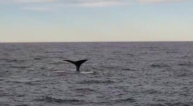 A whale getting ready for a deep dive (one of the others on the tour sent me their video)