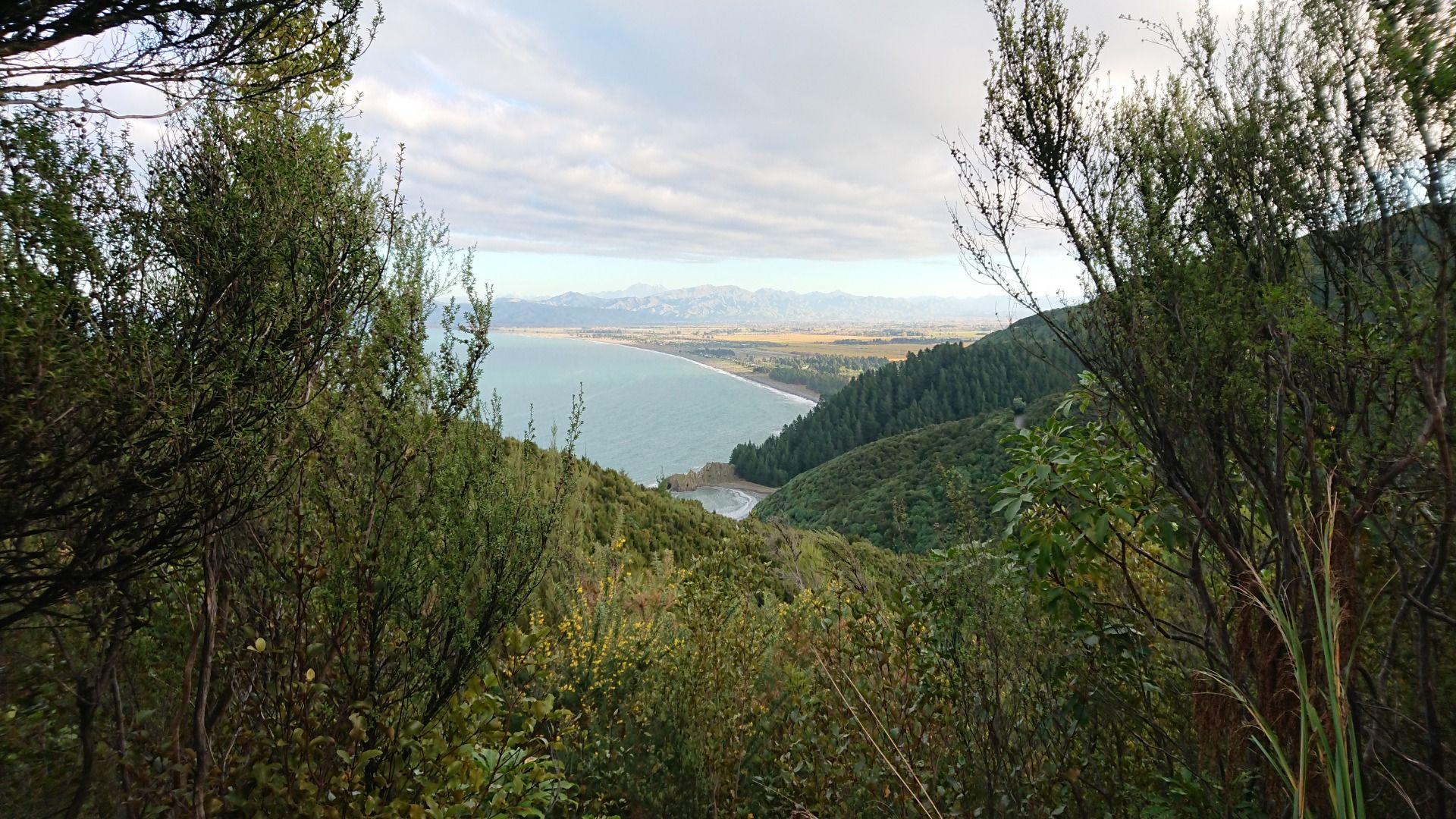 Views of Whites Bay and Cloudy Bay emerge through the trees...