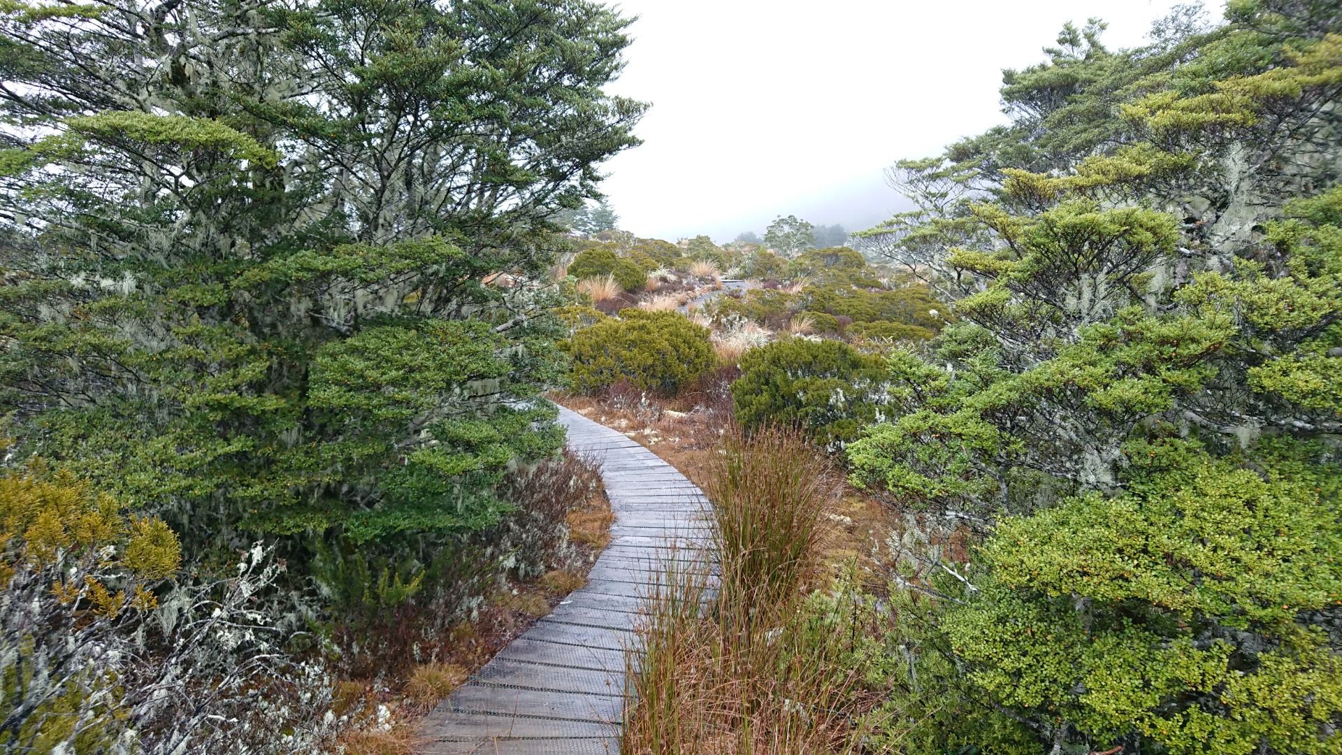 The boardwalk of the Alpine Nature Walk...