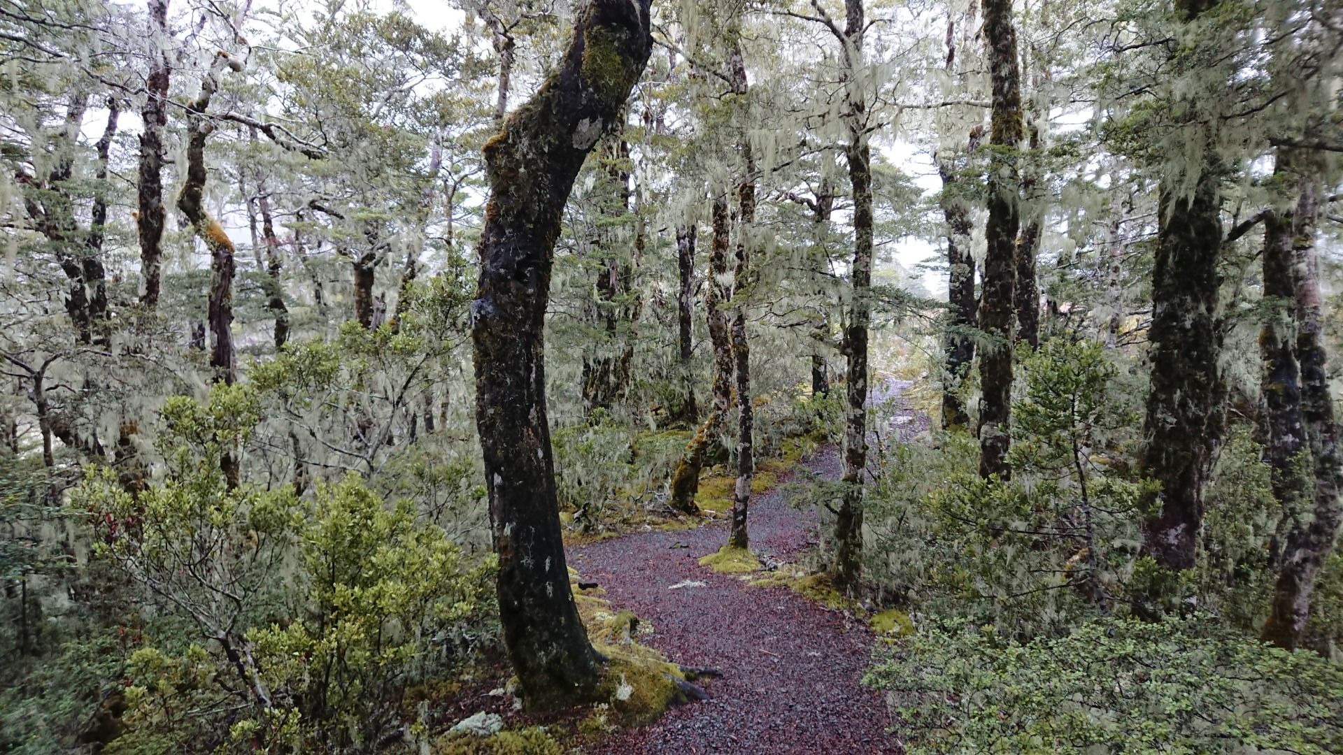 ...finding cover under the trees...