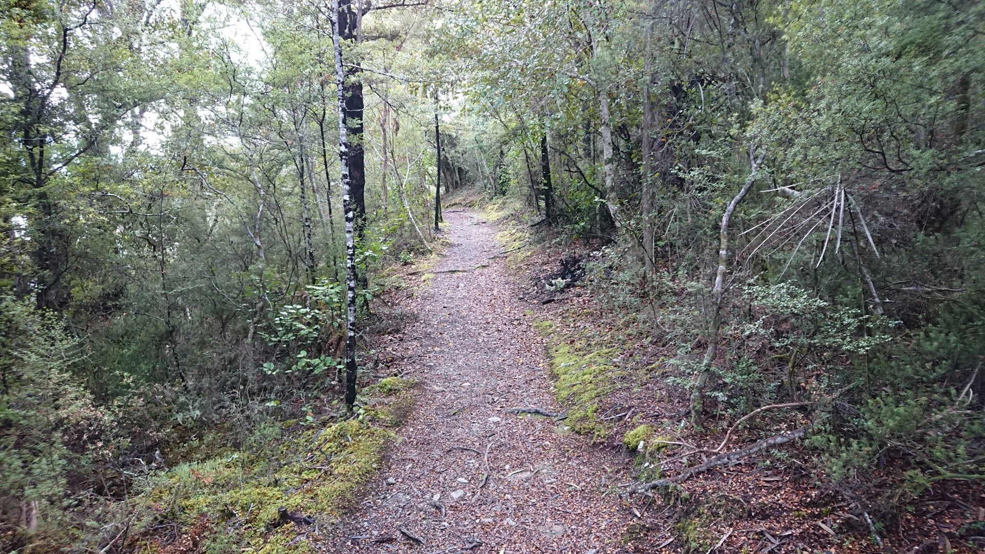 Walking through the forest by the lake