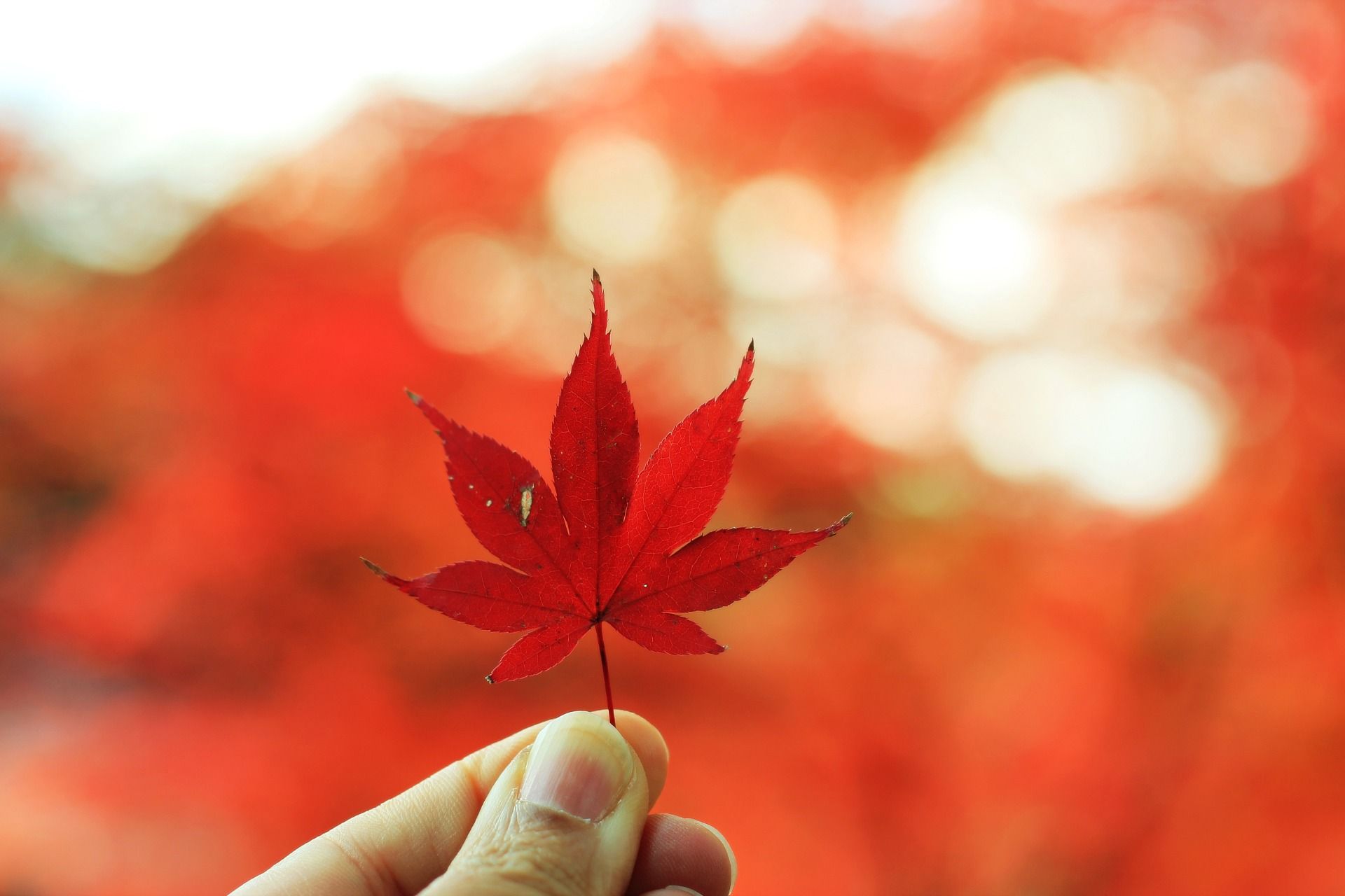 Colorful Autumn Leaves In Japan
