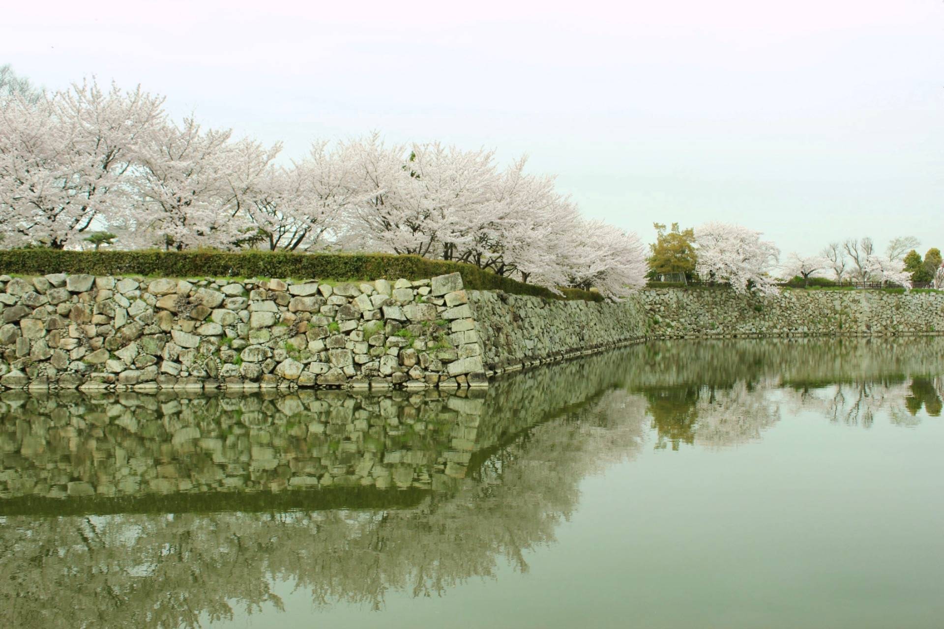 Cherry blossom trees around moat