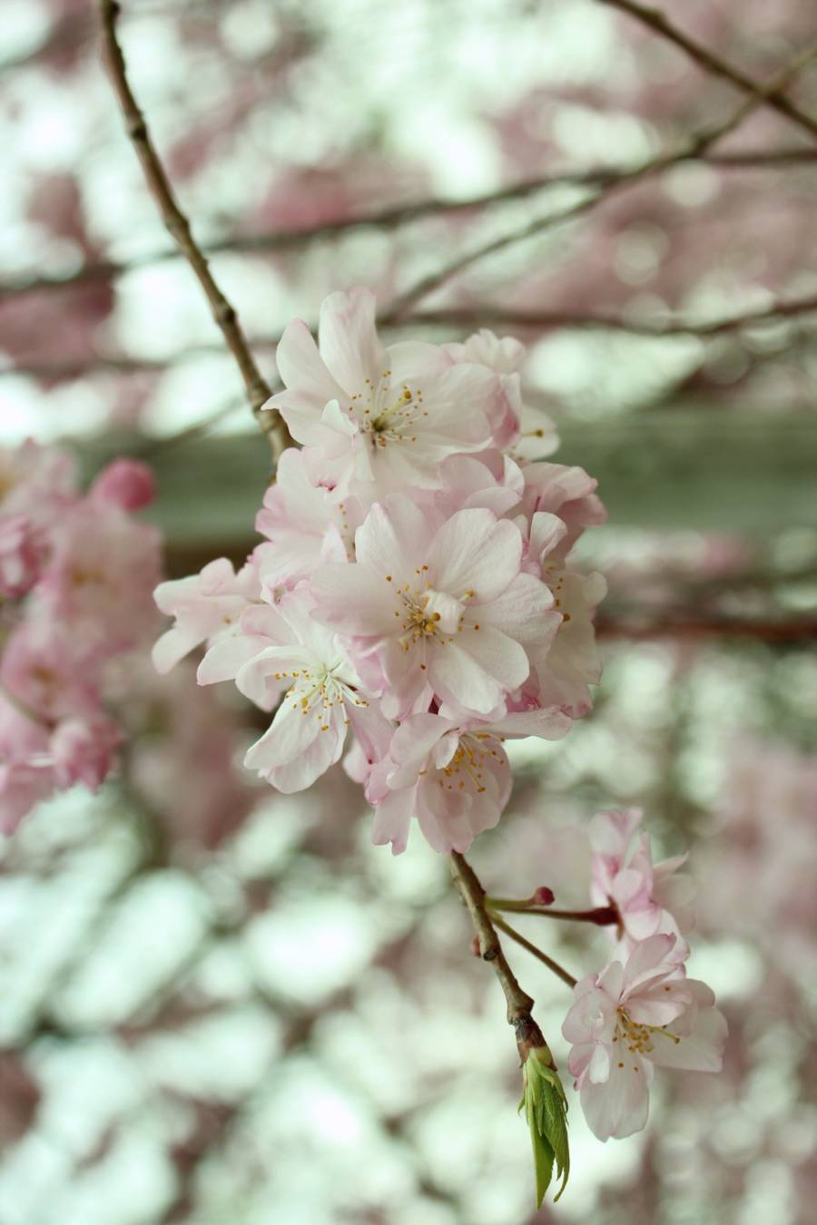 Full cherry blossoms