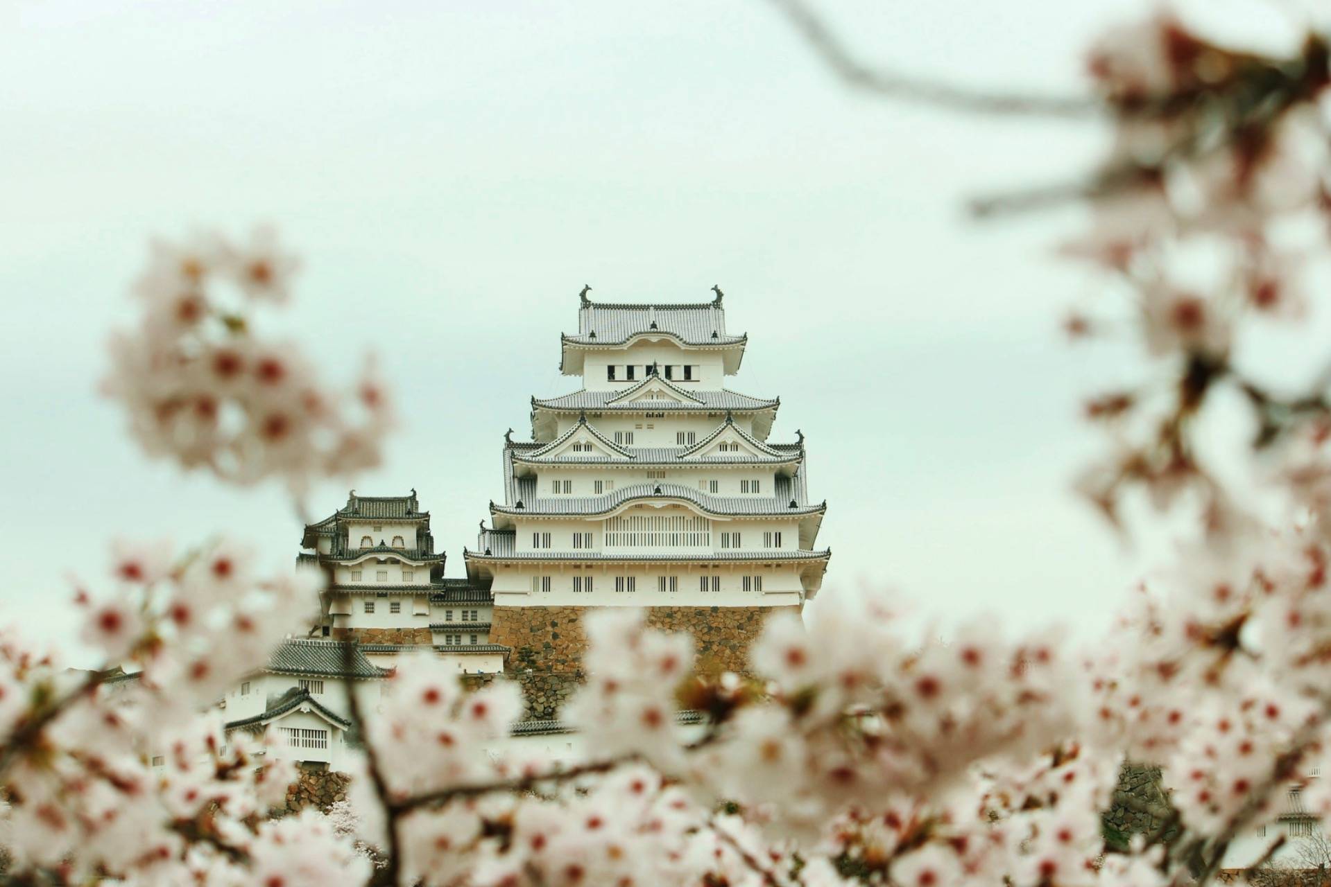 Viewing Cherry Blossoms At Himeji Castle