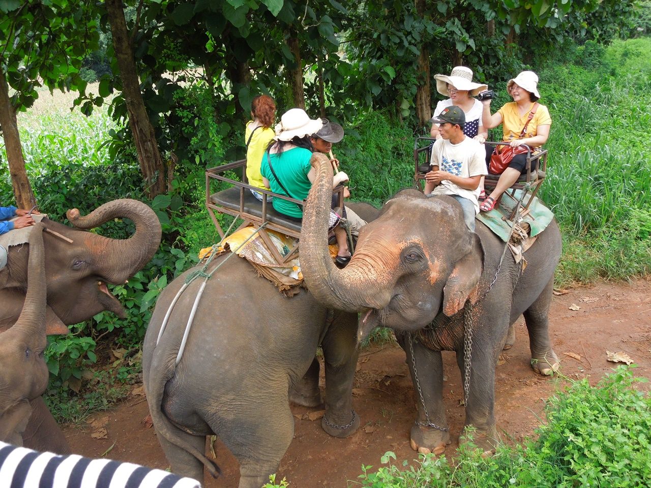 Their elephants are stopping to say
