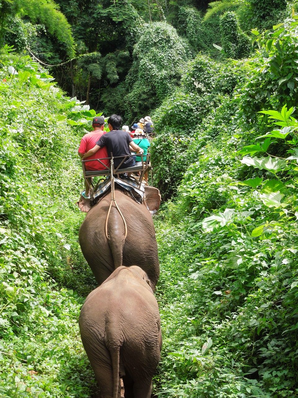 Riding an elephent through the jungle