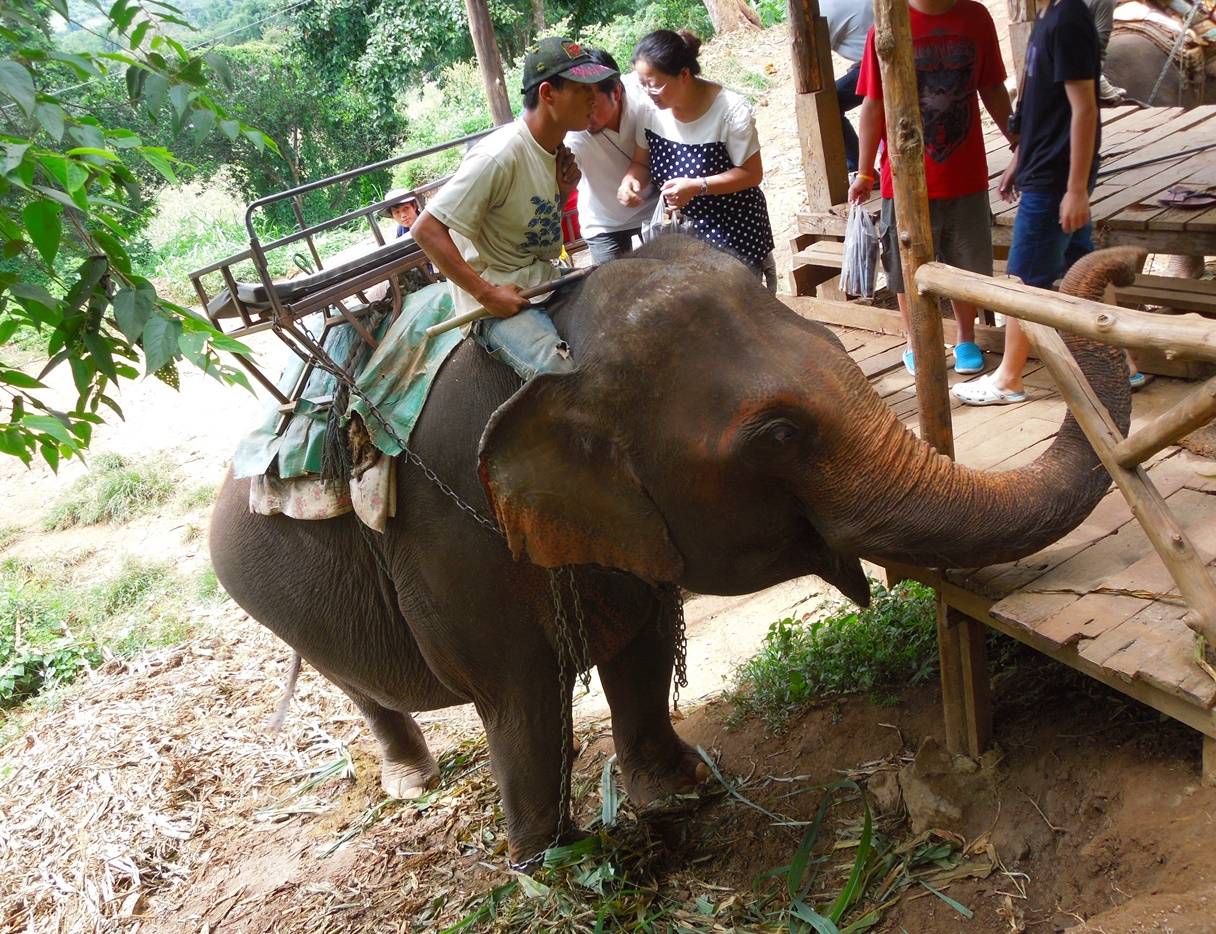 Elephant Riding And Bamboo Rafting Tour In Chiang Mai, Thailand