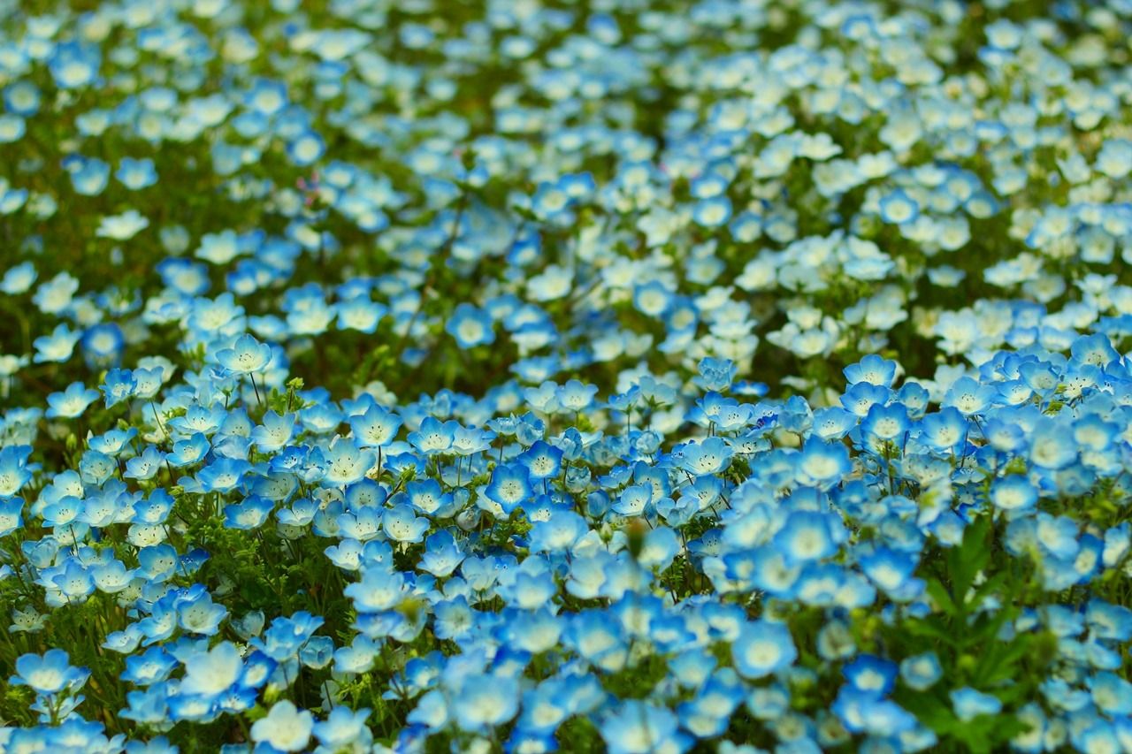 Extremely Popular Baby Blue-Eyes Flower Festival In Osaka, Japan
