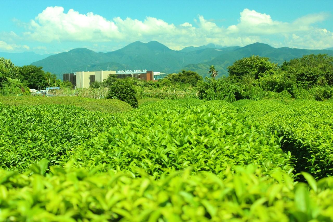 Green tea fields