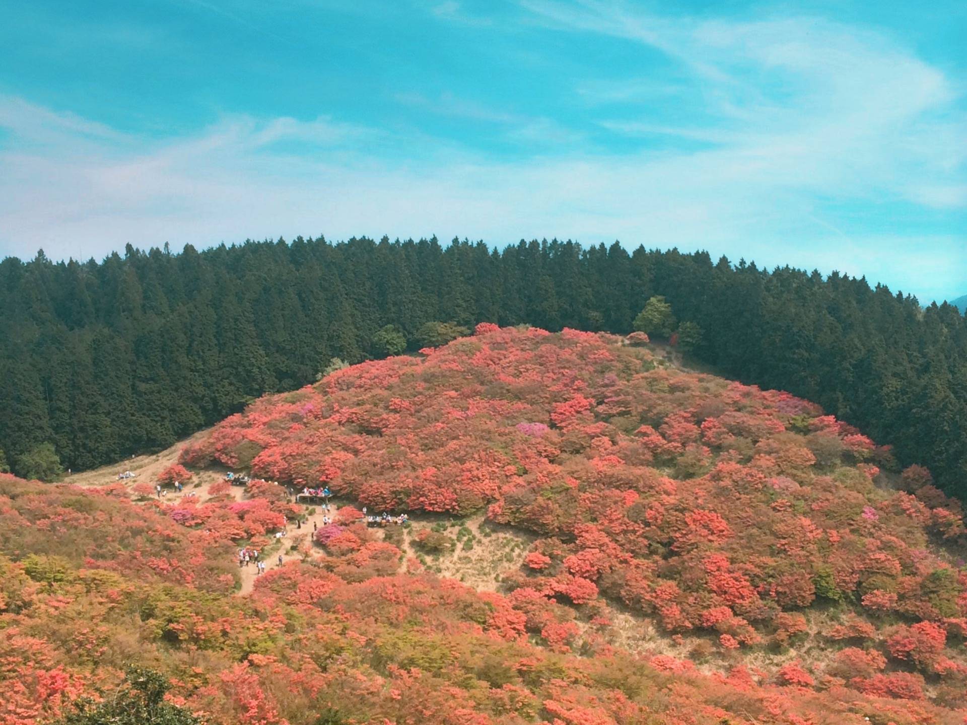 Breathtaking Millons Of Azaleas Blooming At Mt. Katsuragi