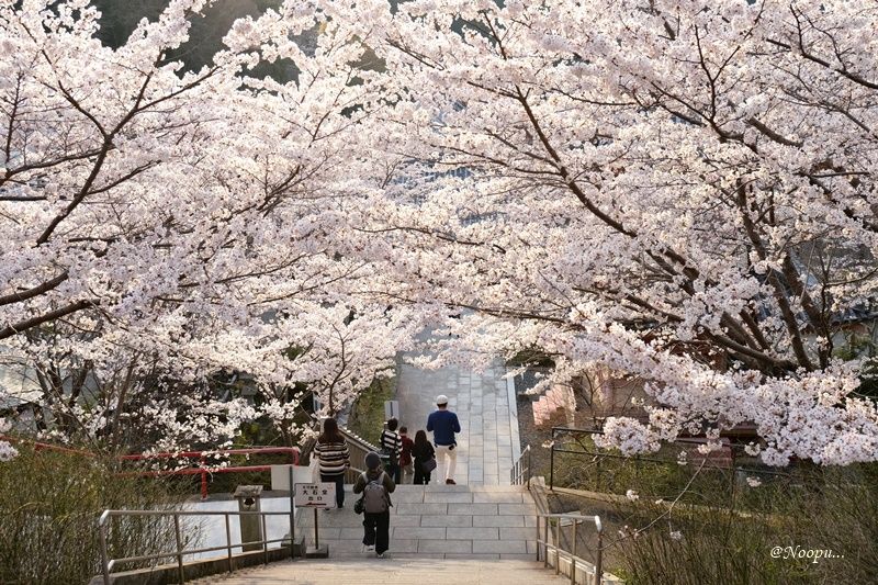 Buddha Statue Surrounded By Cherry Blossoms At The Tsubosaka-Dera Temple