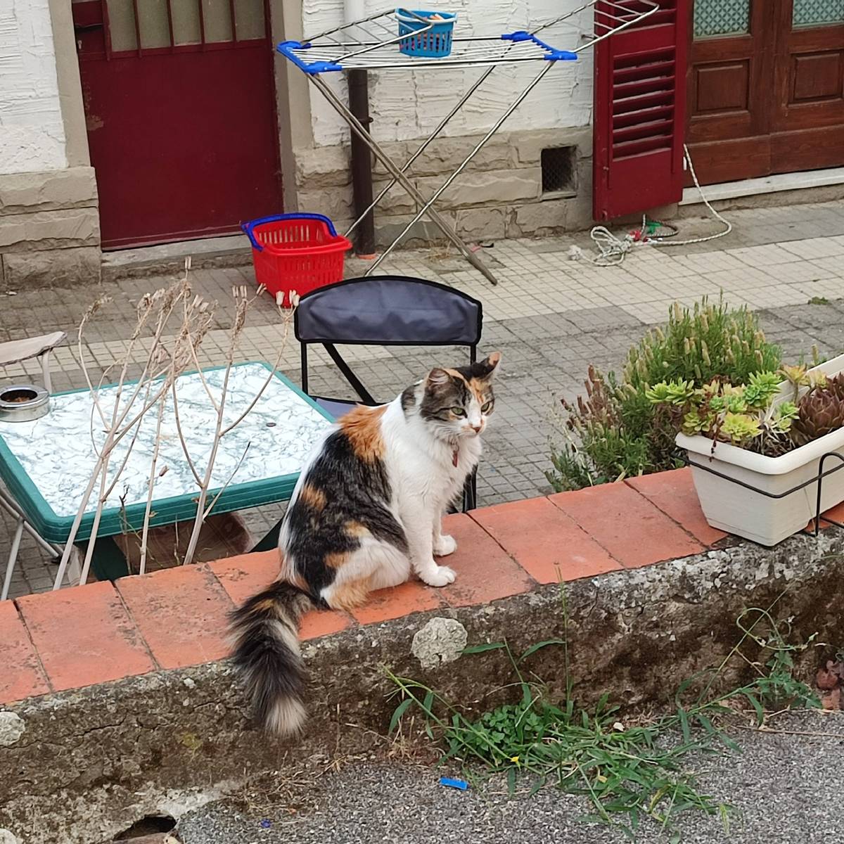 As a cat lover I can’t resist to make a photo to this lovely cat I always meet this cat during my walk after the shift. It’s a nice place here you can see lot of cats but also wild animals so you must keep attention during the night