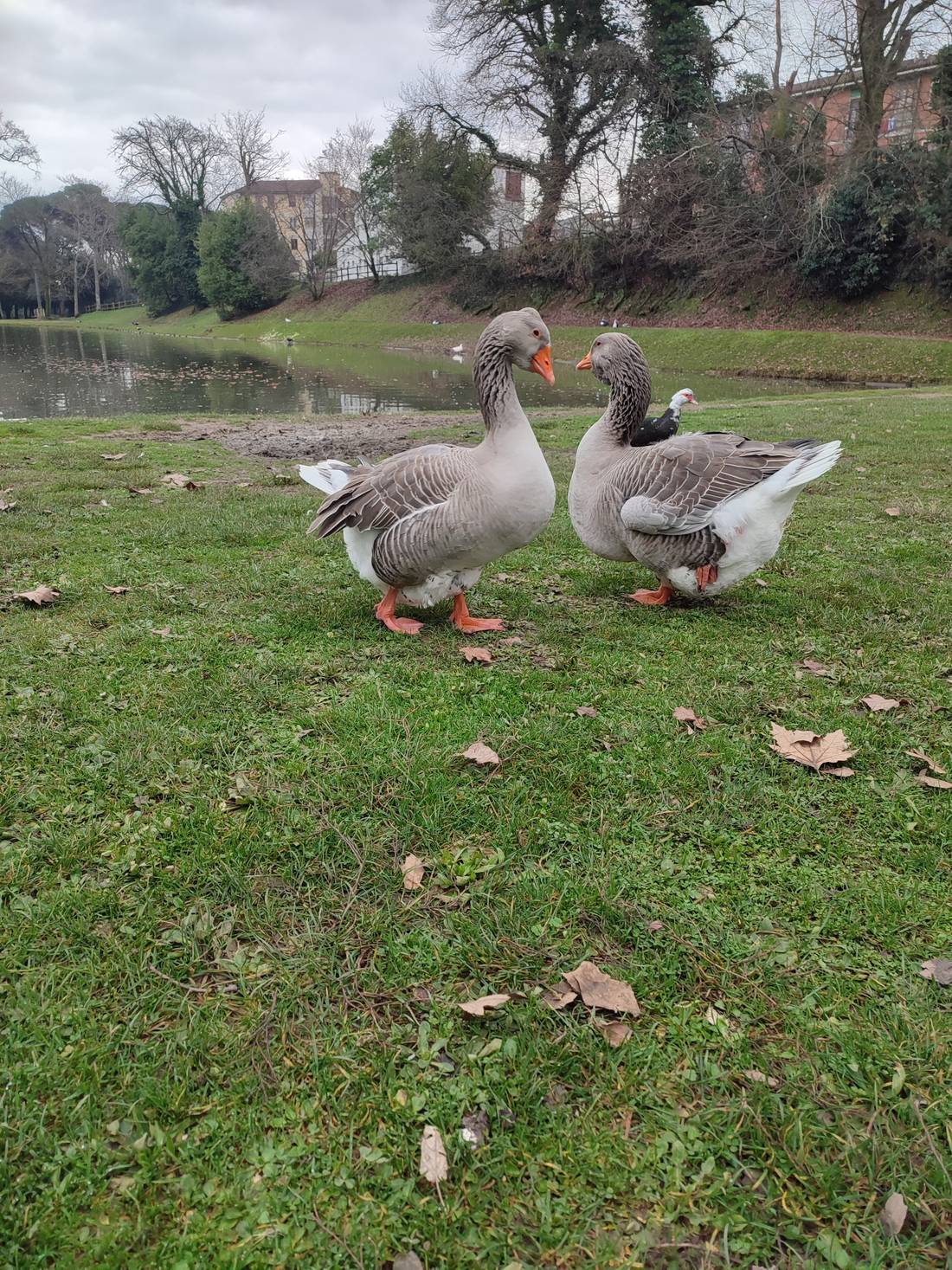 These ducks are so beautiful n the park the animals are well treated and feeded daily.