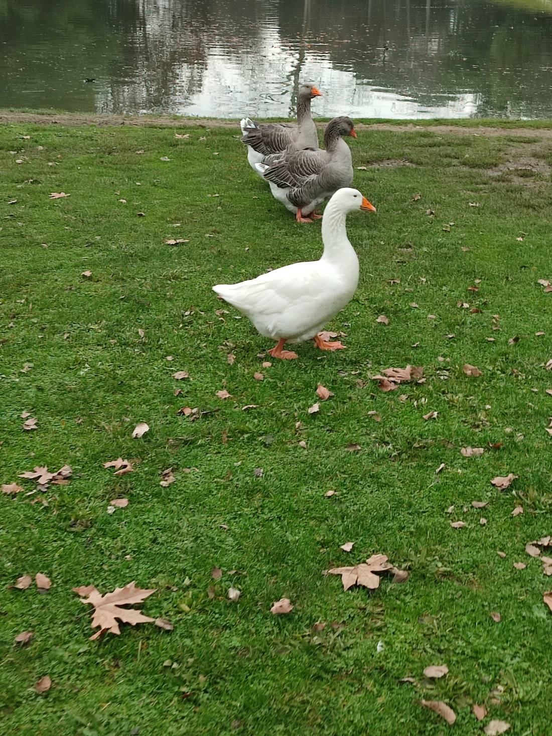 The ducks are really friendly and also a little bit scary there is one that run to me and I Was scared ah ah ah