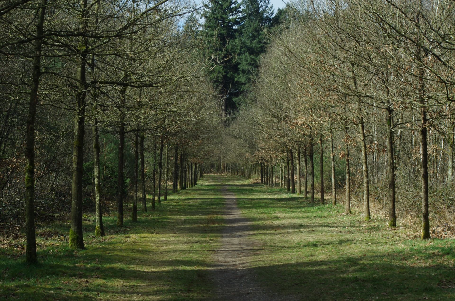 Veluwe Photography Walk: Birds and Beauty