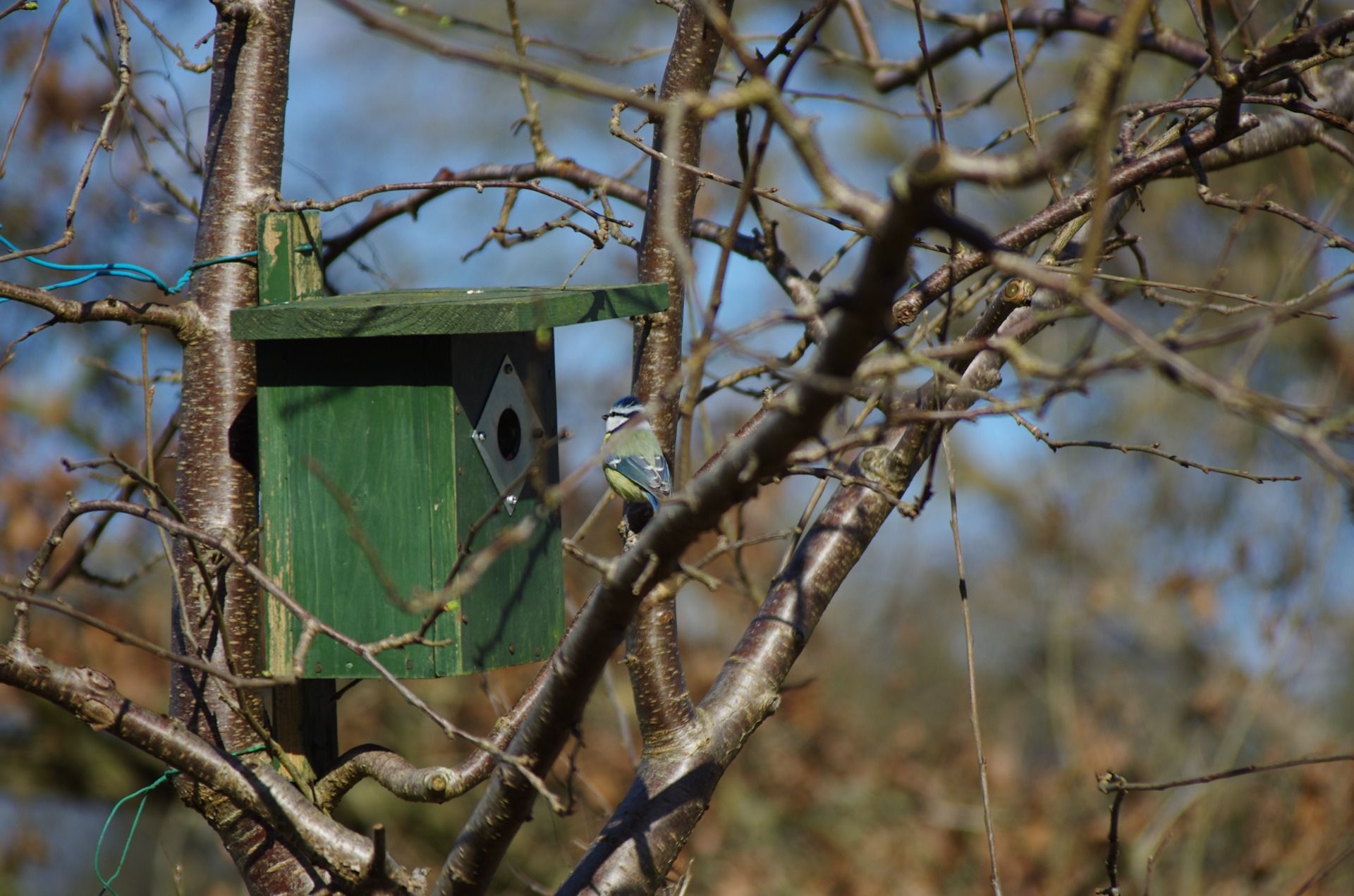Eurasian blue tit