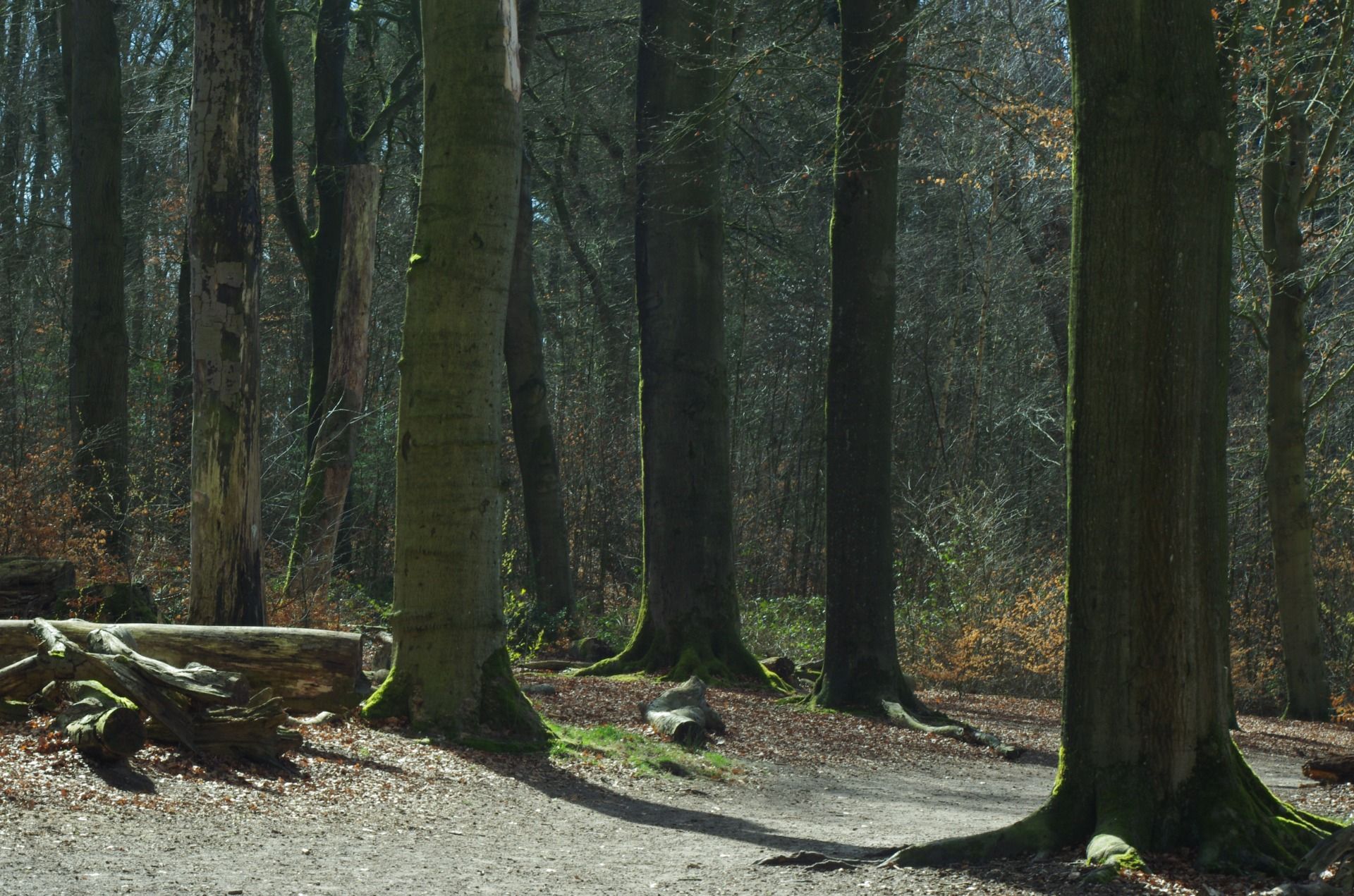 Trees in the beautiful light.