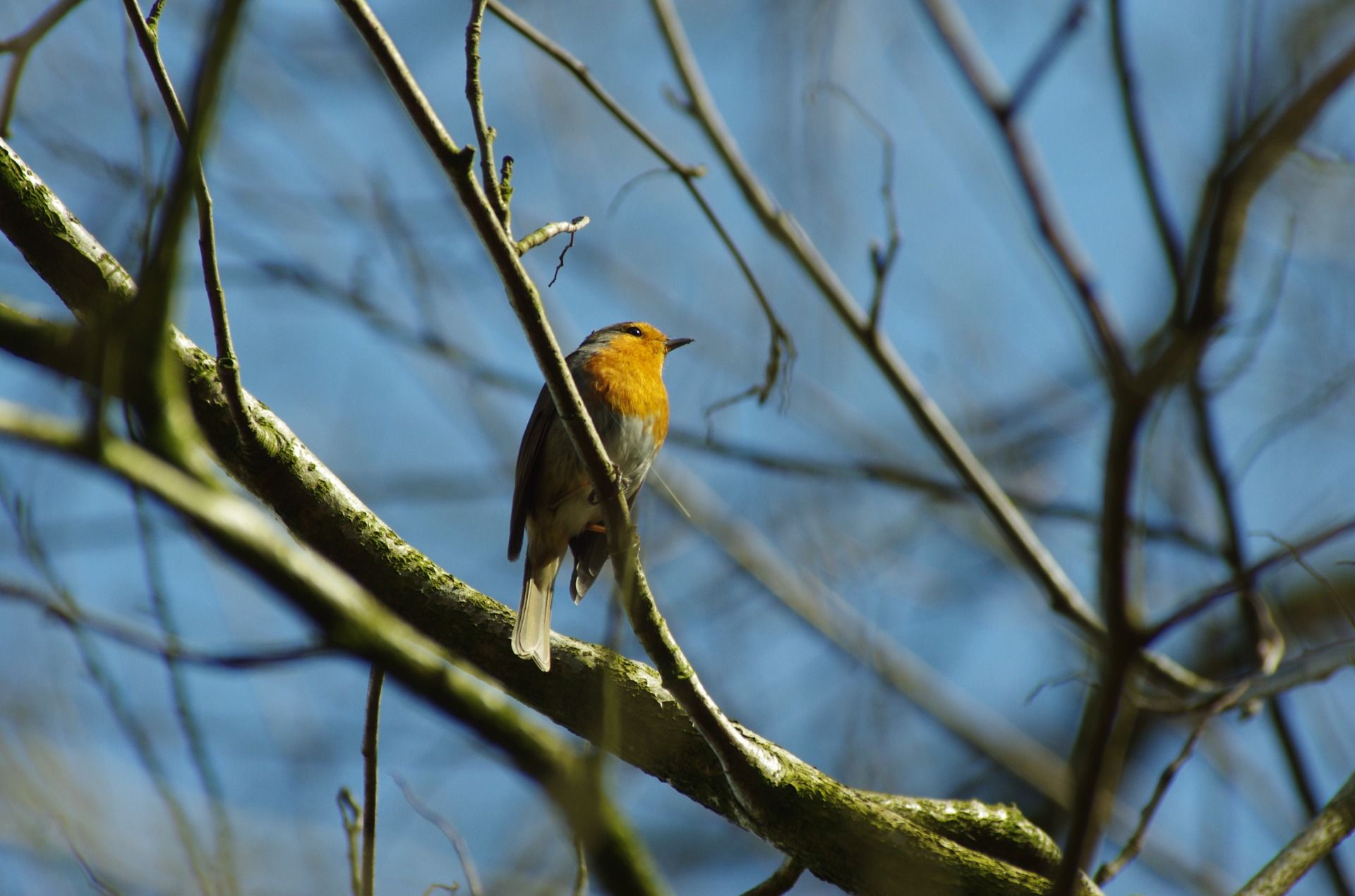 European robin
