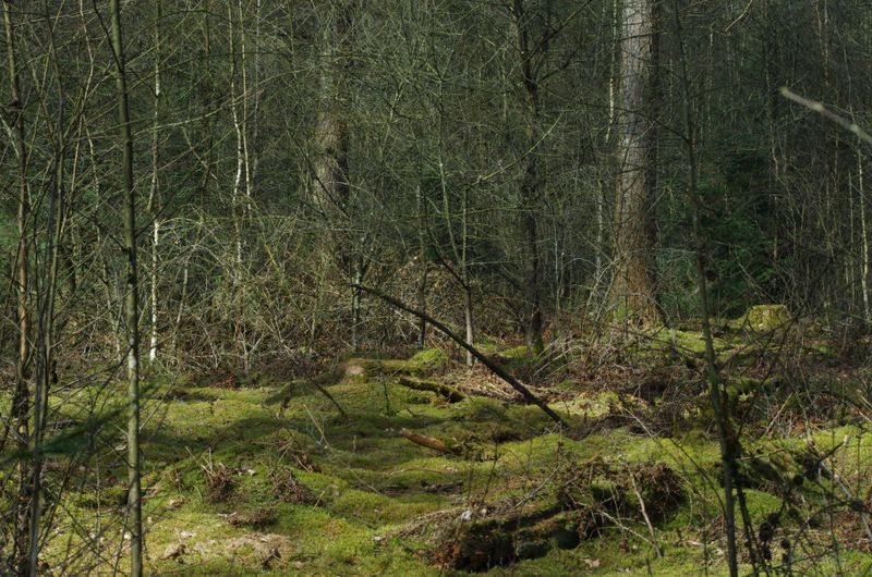 Moss covered forest floor.