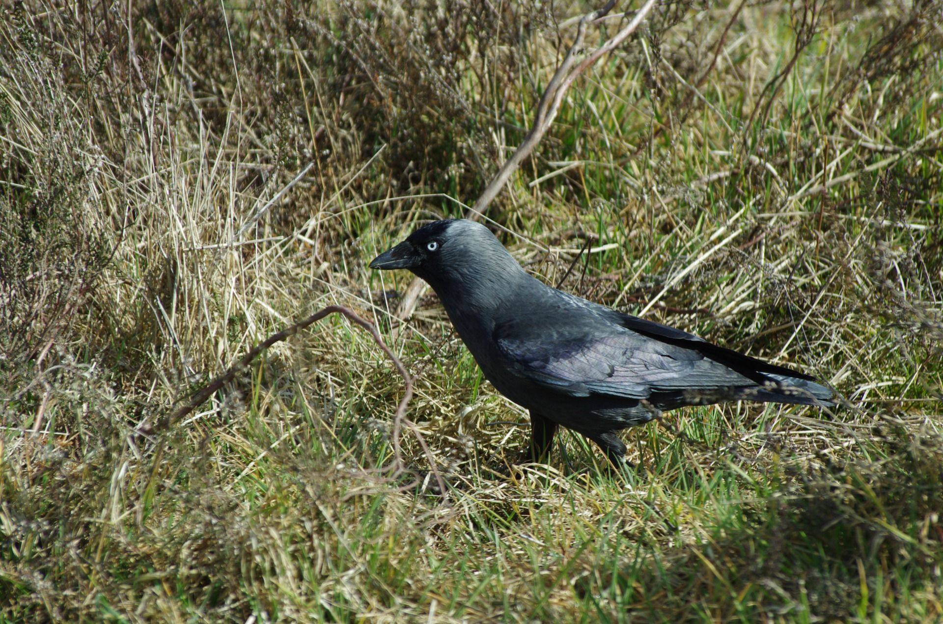 A western jackdaw.