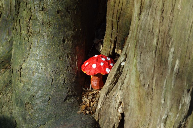 A little mushroom hidden in the tree.