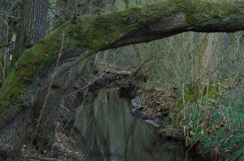 A little river going through the forest.