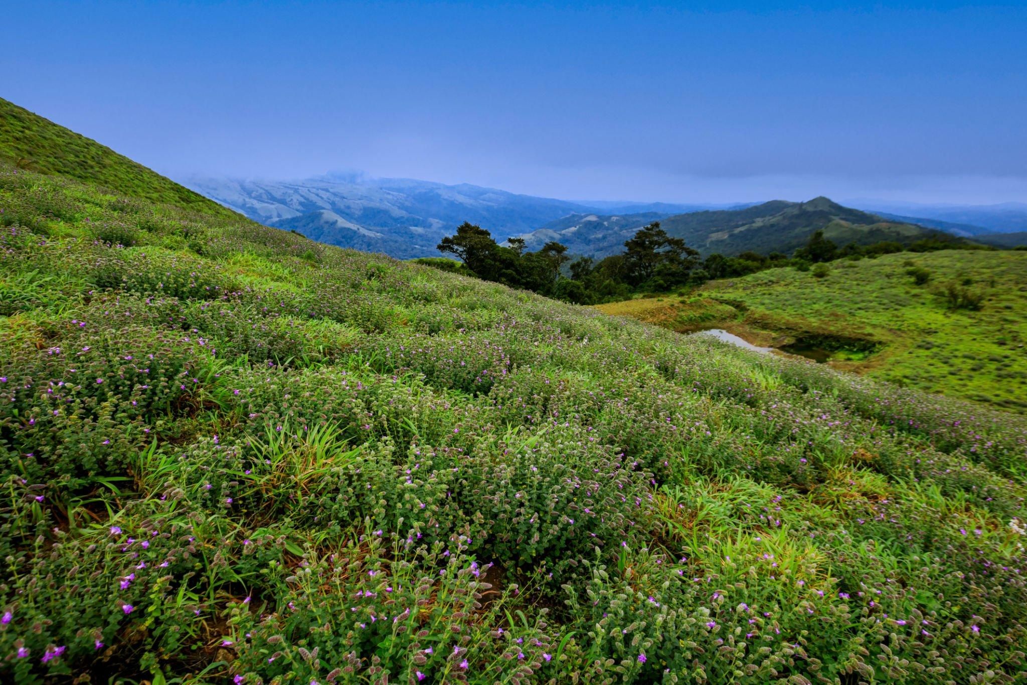 Exploring Madikeri: A Guide to Discovering the Beauty of Coorg in Karnataka