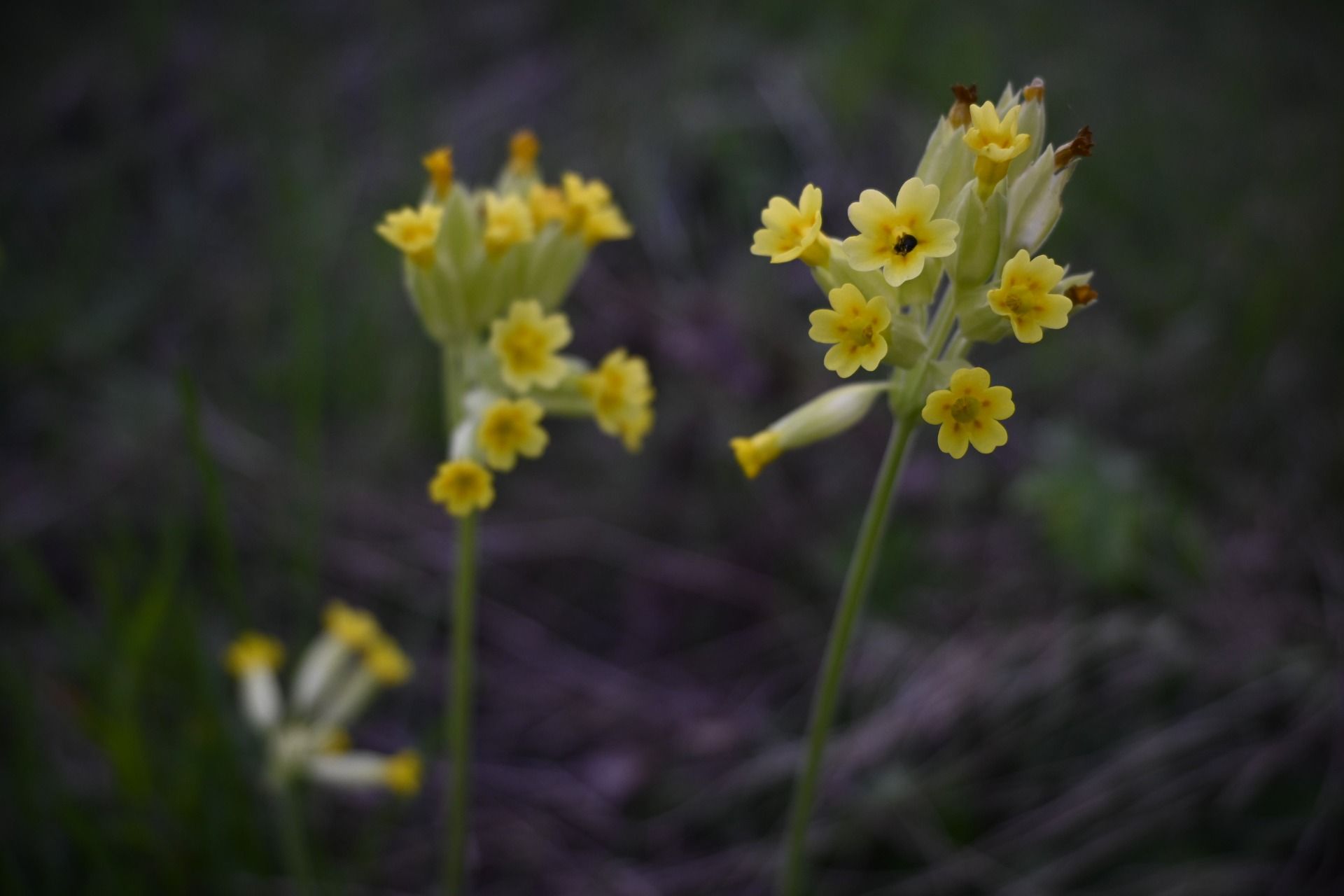 What flowers bloom in Krakow's quarries – Liban in April