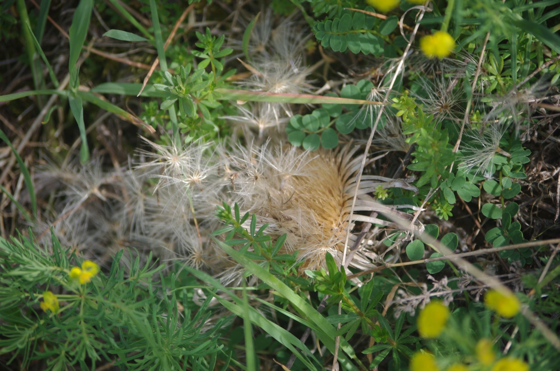 IMGP0110.JPG