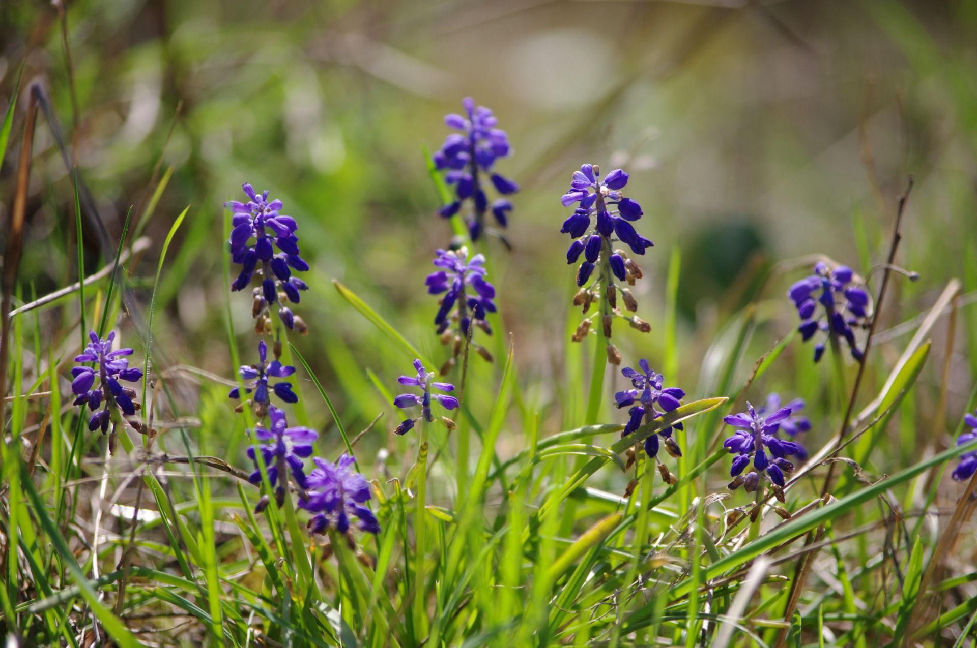 What flowers bloom in Krakow's quarries – Mydlniki in April
