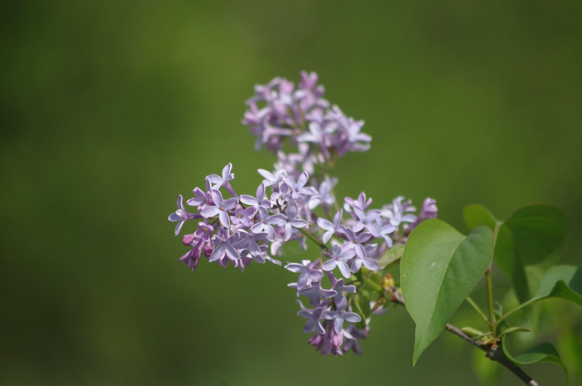 What flowers bloom in Krakow's quarries – Bodzów in April