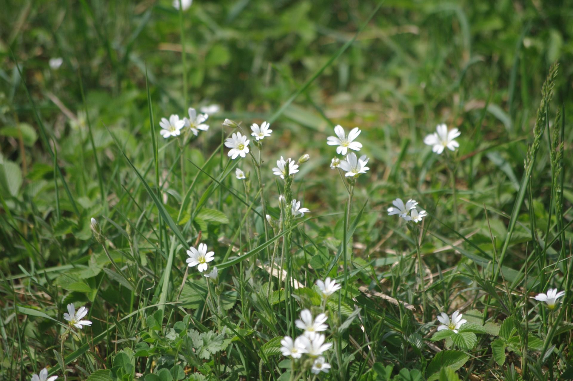 IMGP0359.JPG