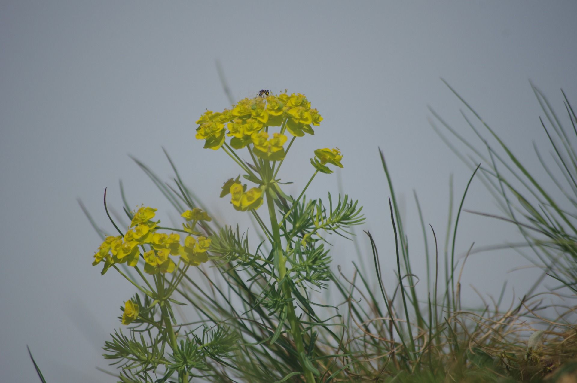 What flowers bloom in Krakow's quarries – Bogucianka in April