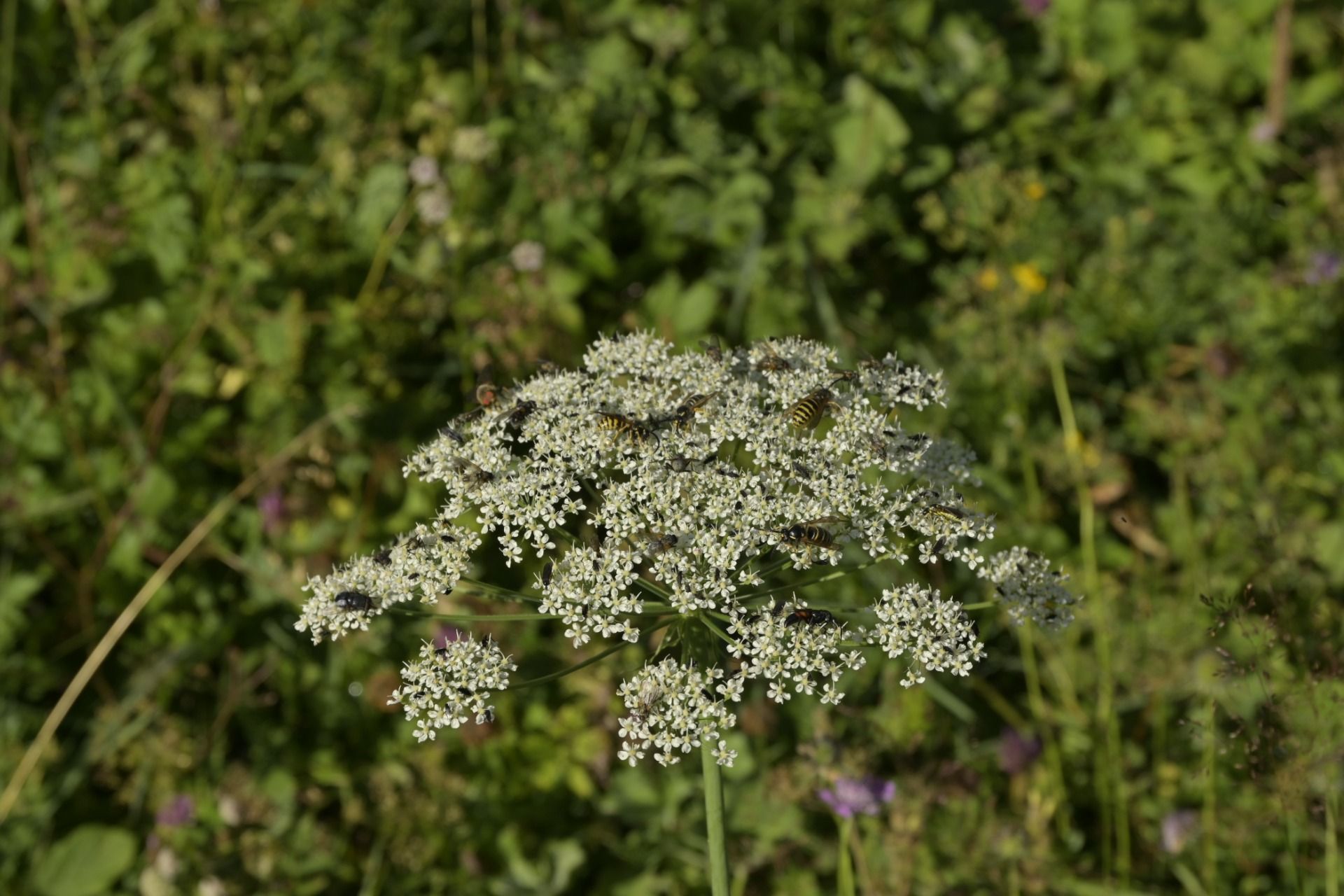 _DSC9319.JPG