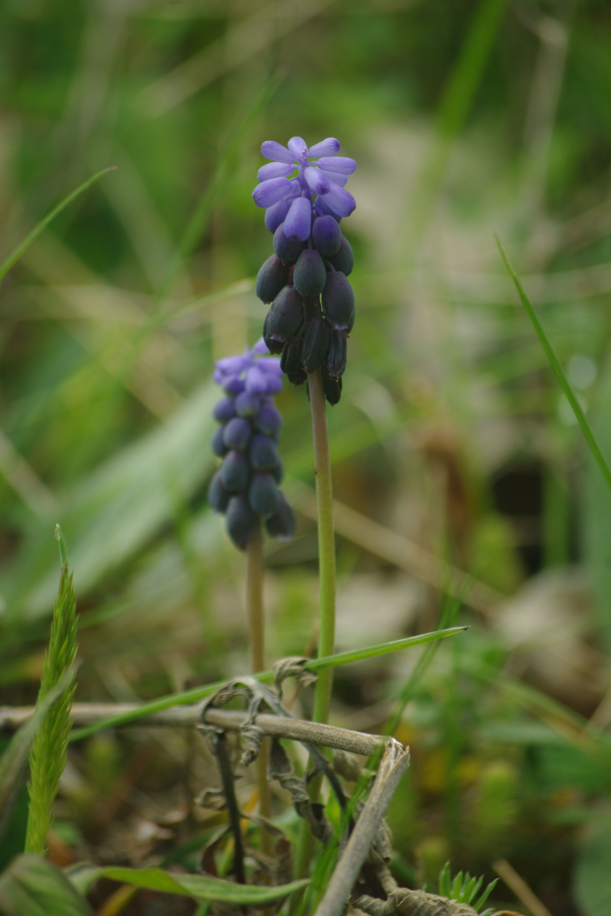 IMGP0609.JPG