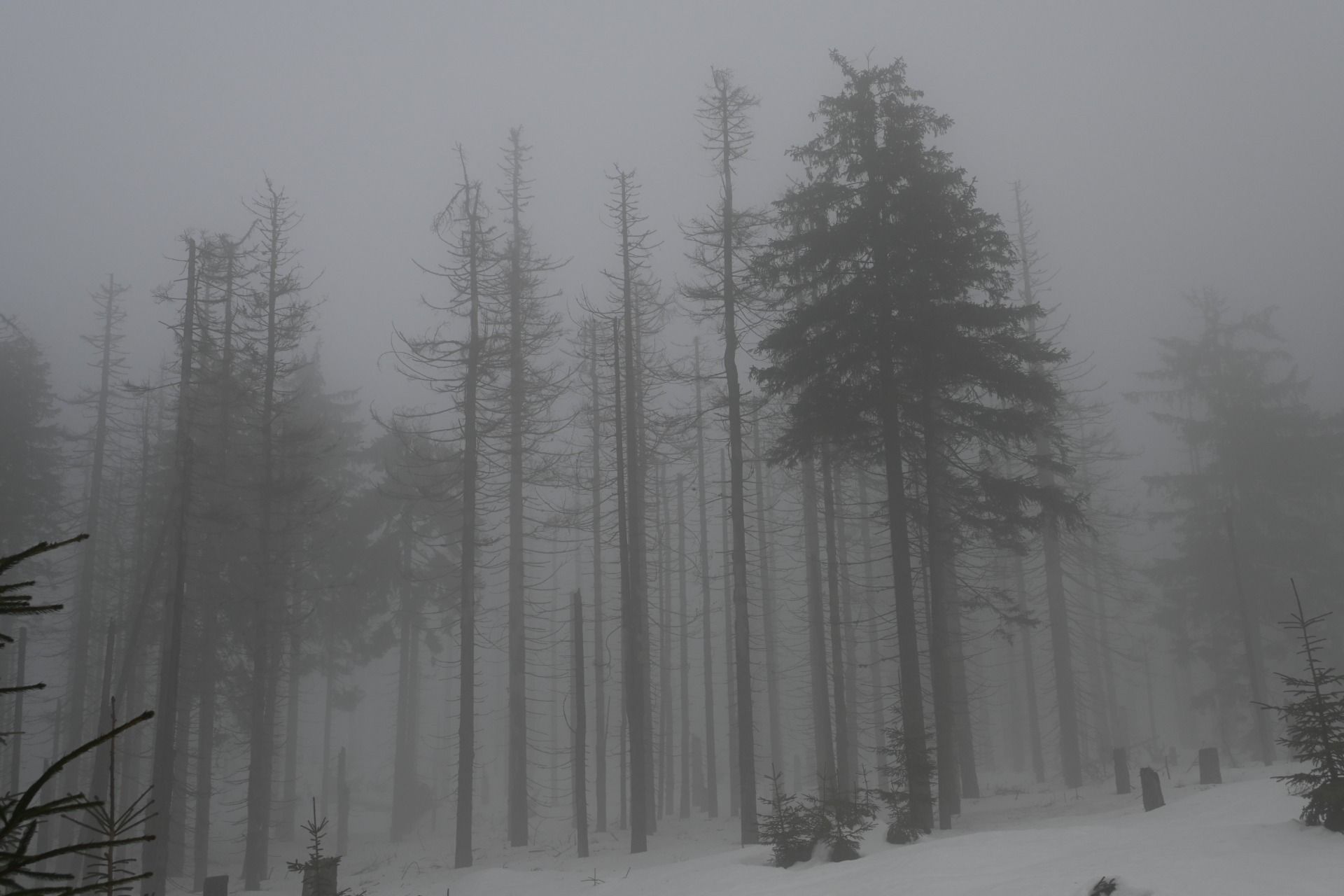 DSC_0441.JPG