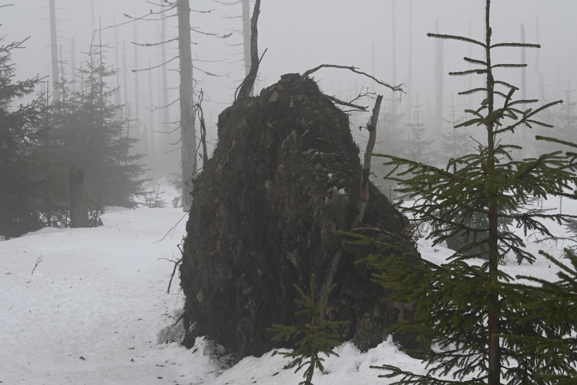 DSC_0450.JPG