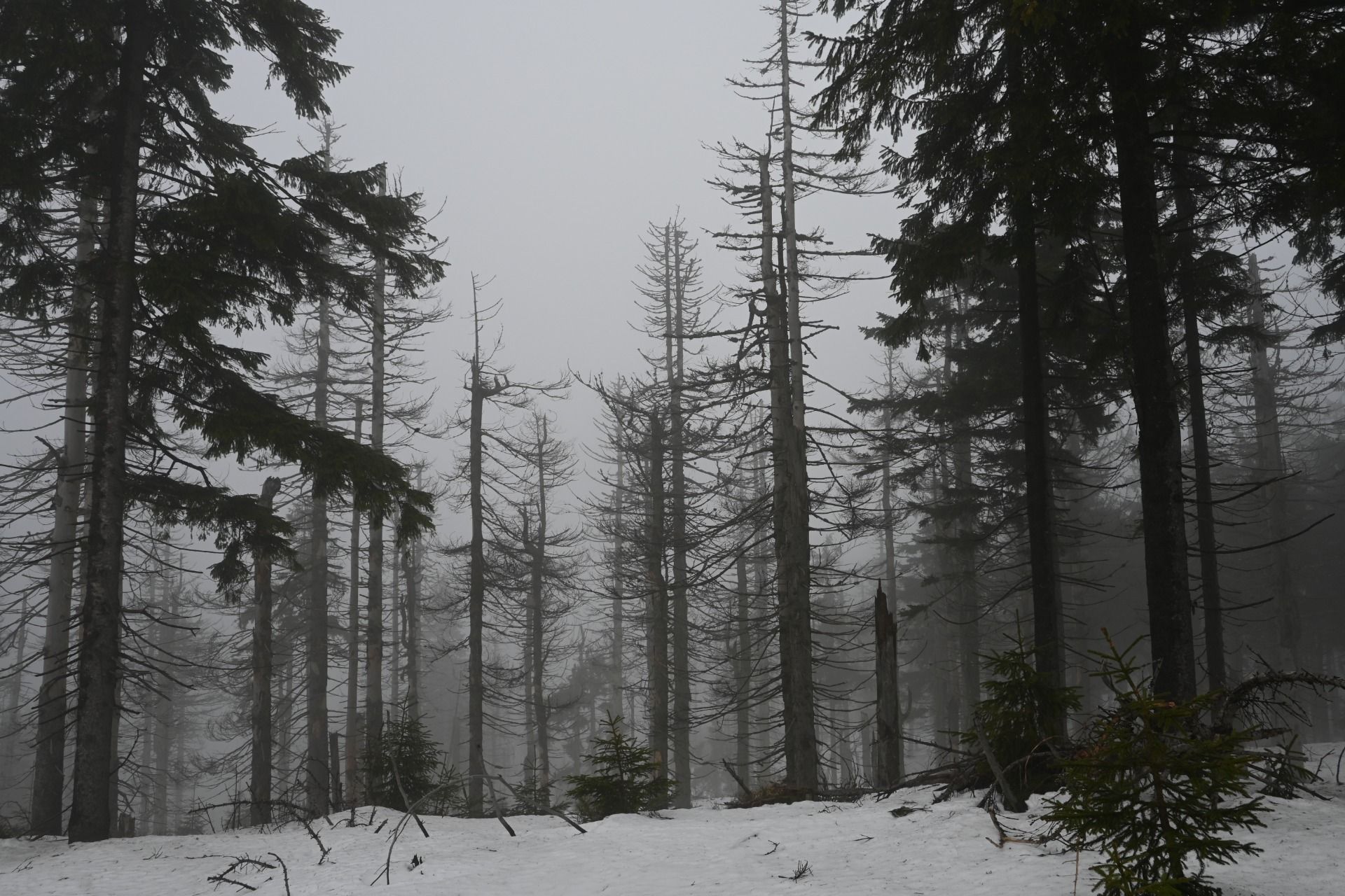 DSC_0449.JPG