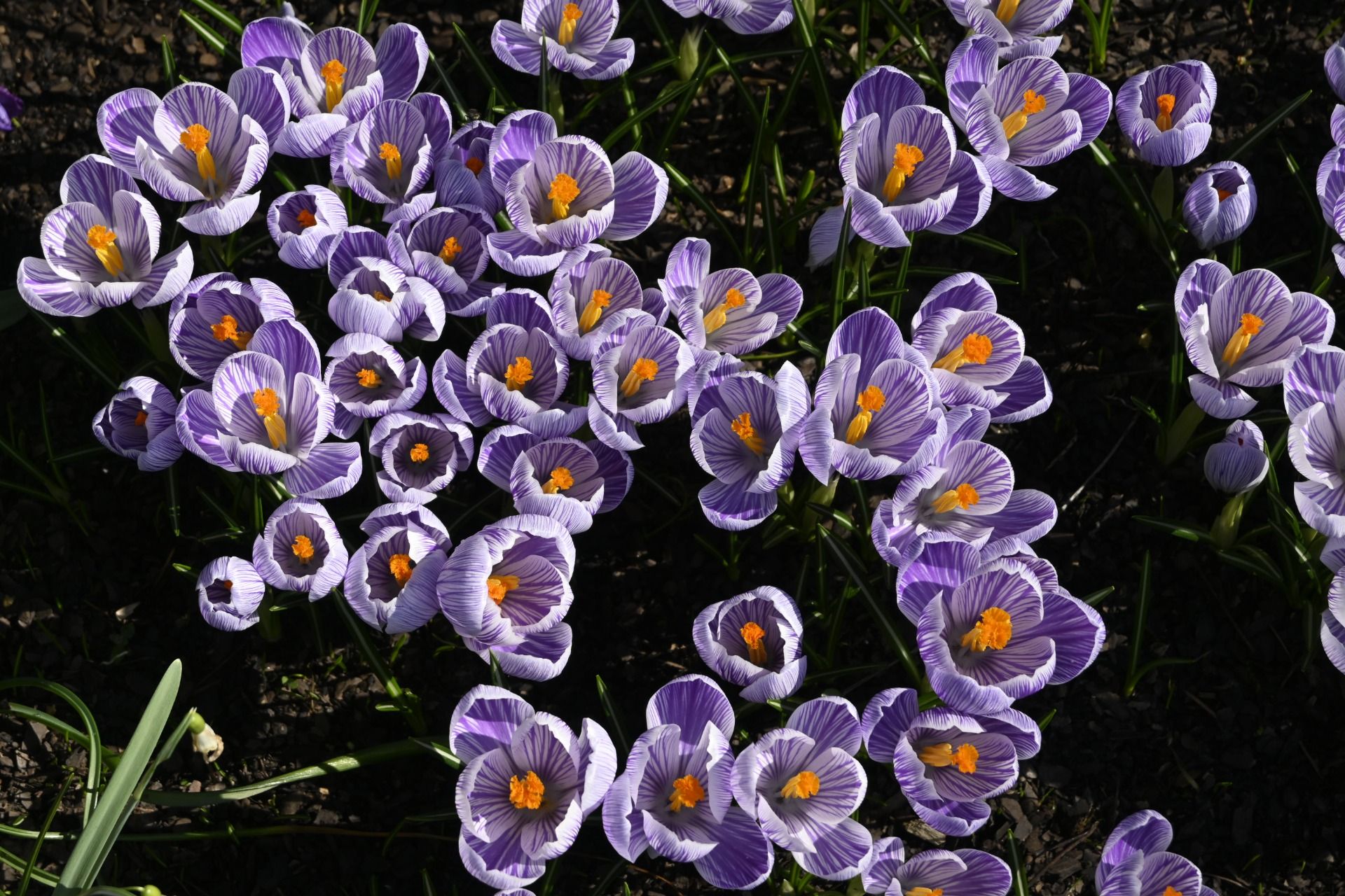 Krakow Botanical Garden in beginning of March