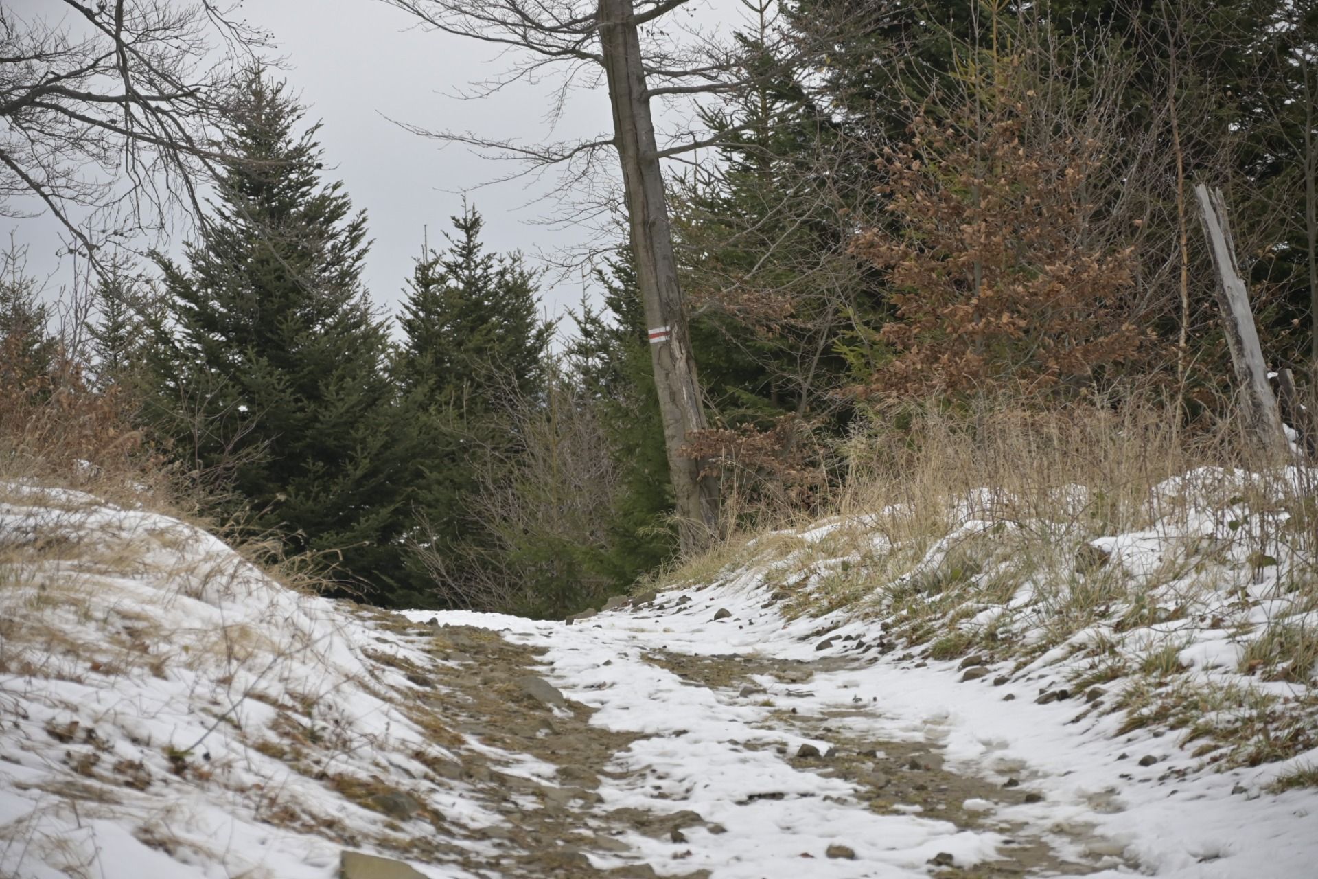 _DSC5164.JPG