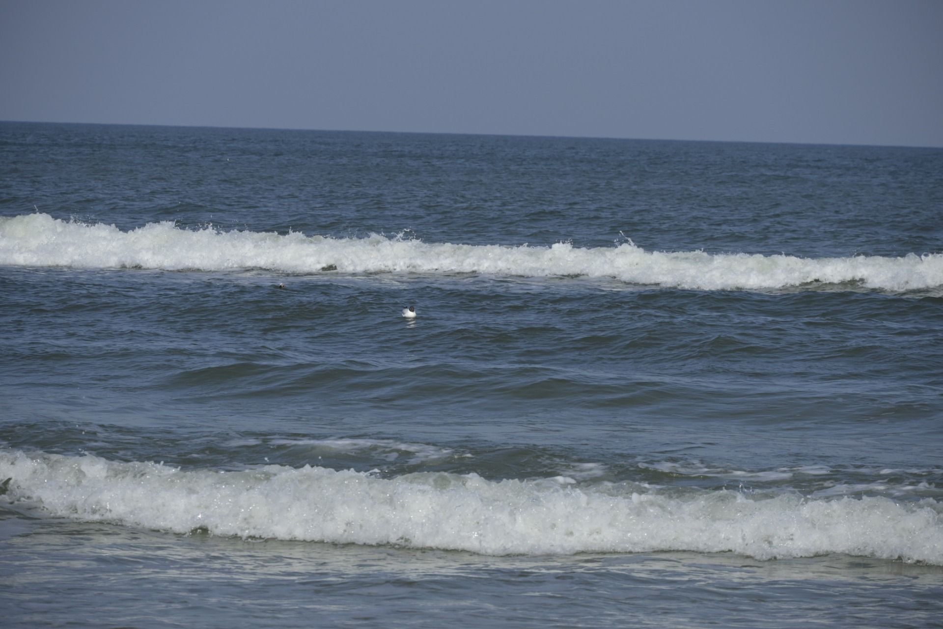 _DSC6316.JPG